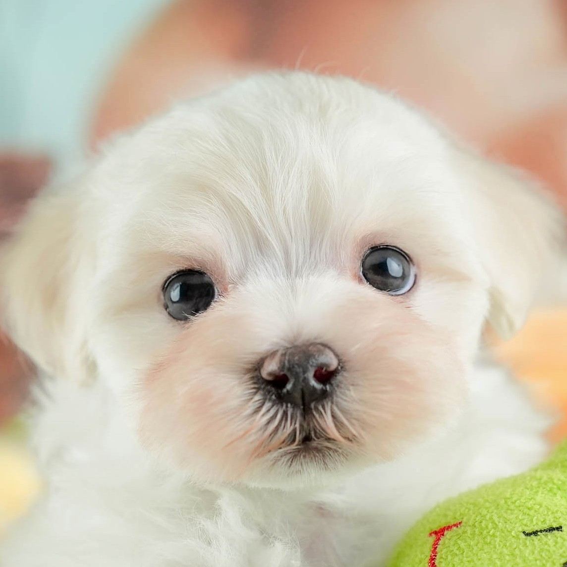 マルマルプー | 男の子 | ホワイト | 2026年1月26日