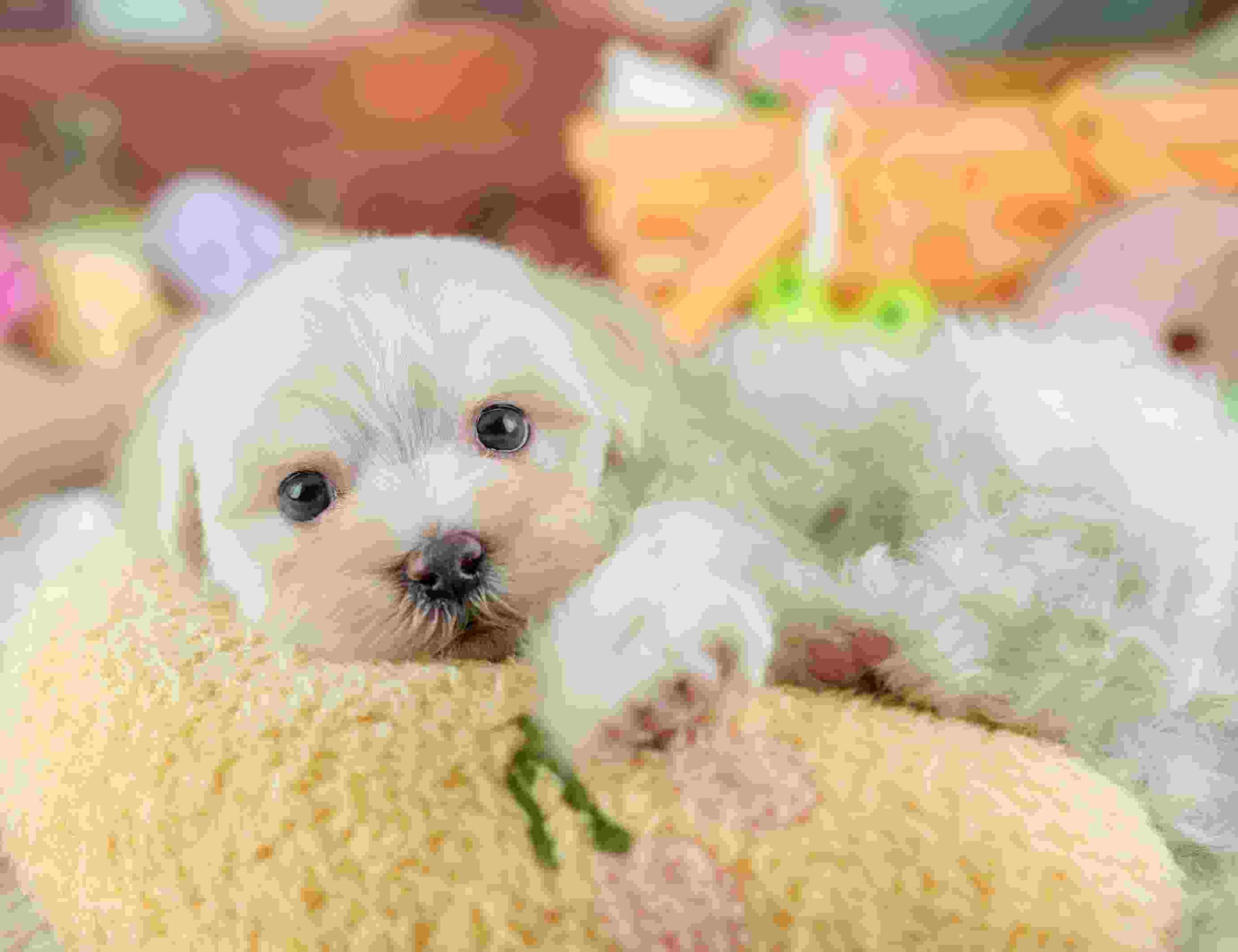 マルマルプー | 男の子 | ホワイト | 2026年1月26日