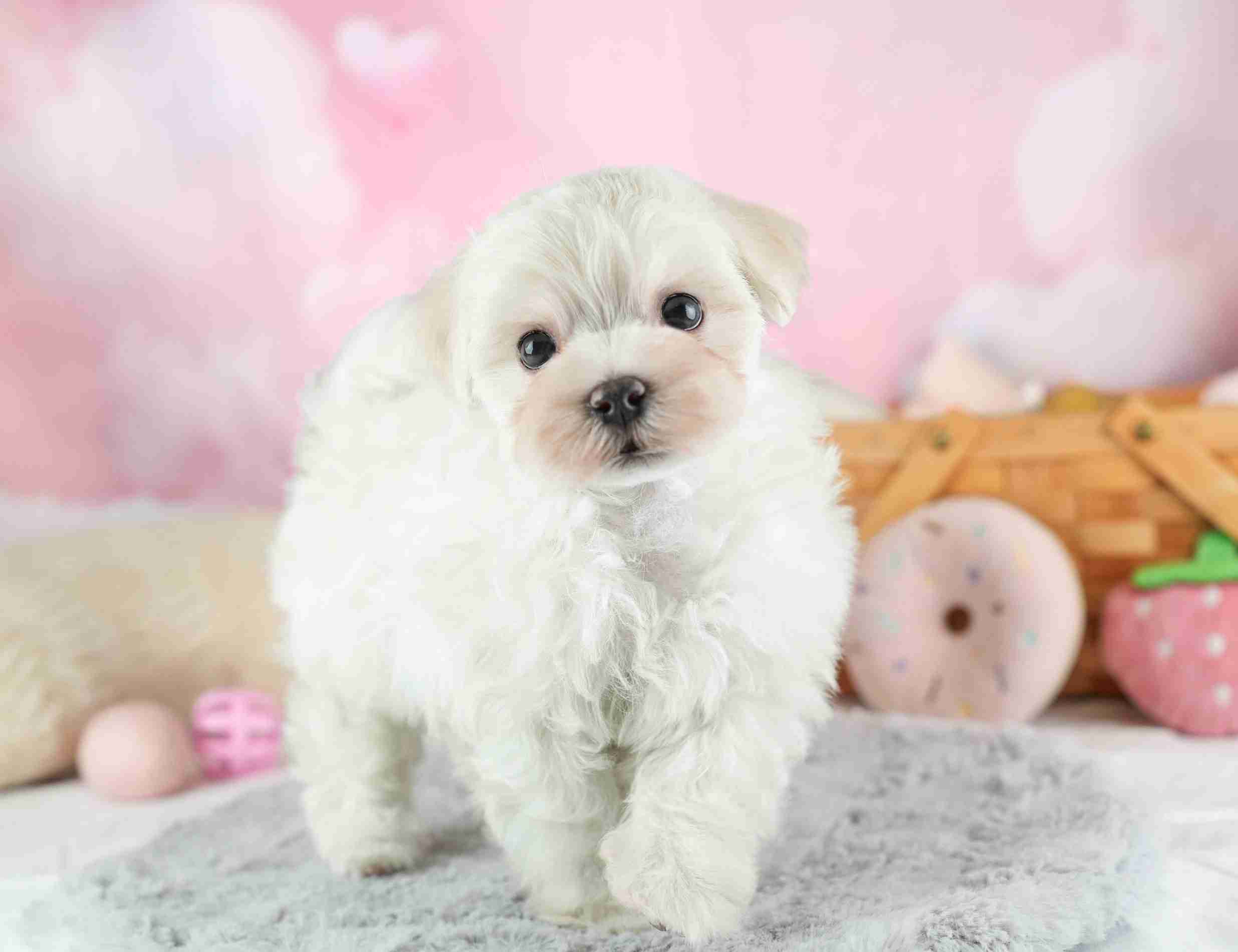 マルマルプー | 男の子 | ホワイト | 2026年1月26日