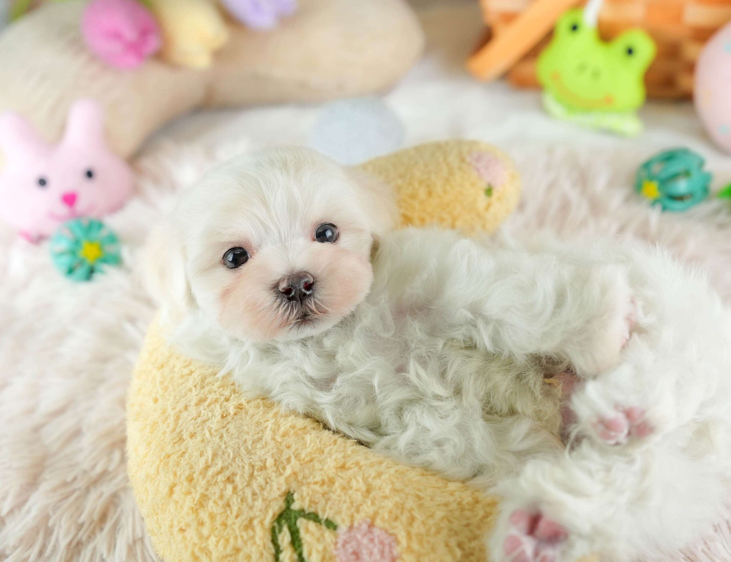 マルマルプー | 男の子 | ホワイト | 2026年1月26日