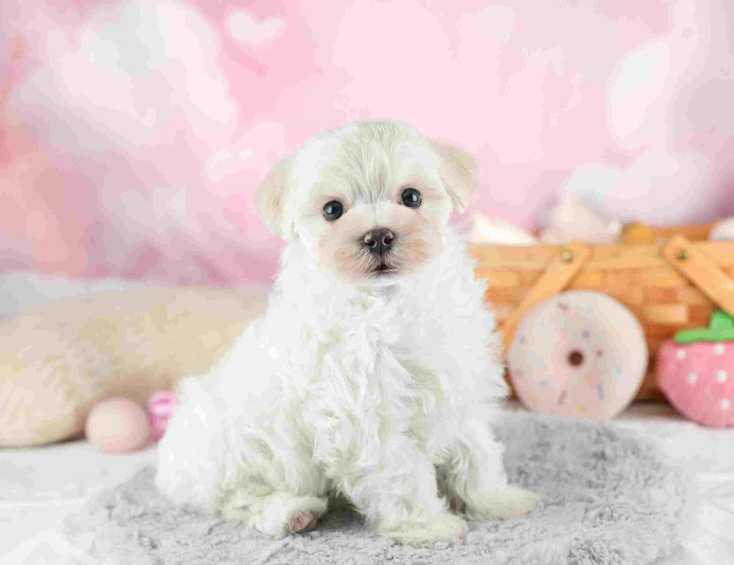 マルマルプー | 男の子 | ホワイト | 2026年1月26日