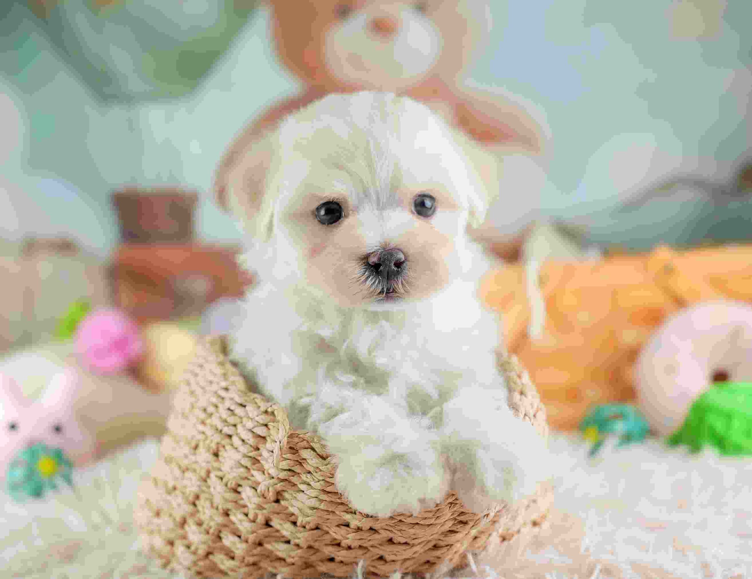 マルマルプー | 男の子 | ホワイト | 2026年1月26日