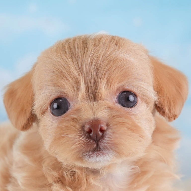 チワプー | 女の子 | アプリコット&ホワイト | 2026年1月26日