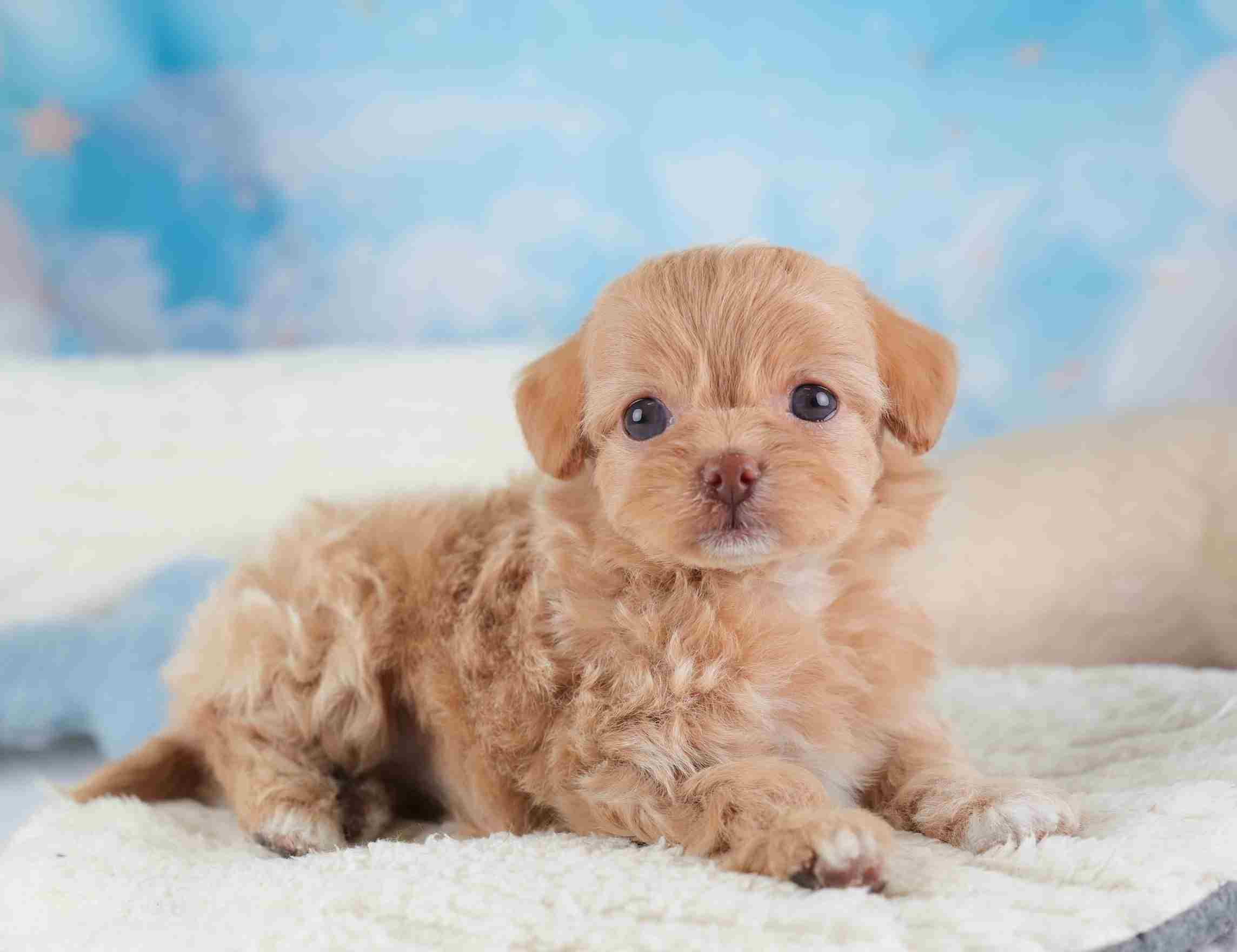 チワプー | 女の子 | アプリコット＆ホワイト | 2026年1月26日