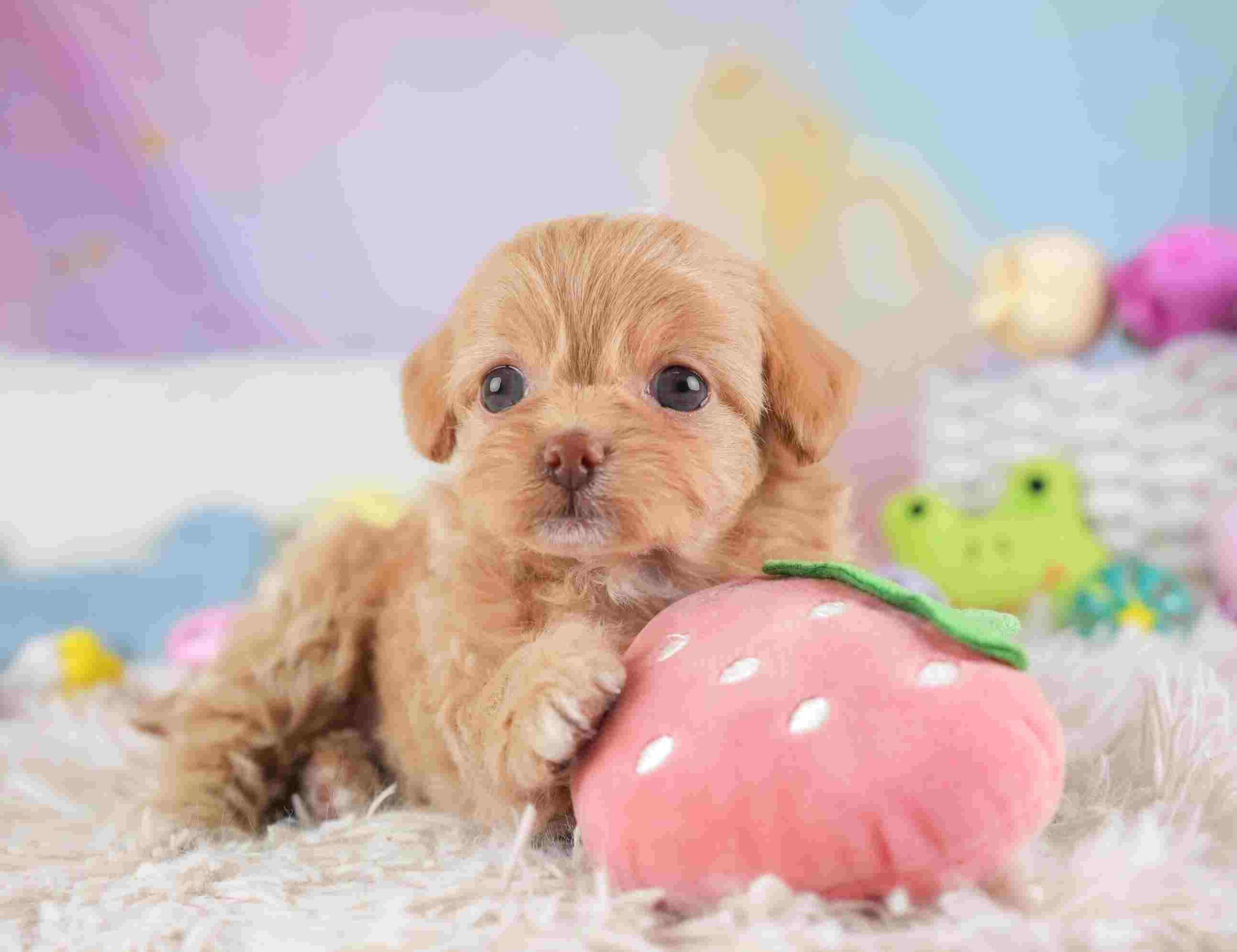 チワプー | 女の子 | アプリコット＆ホワイト | 2026年1月26日