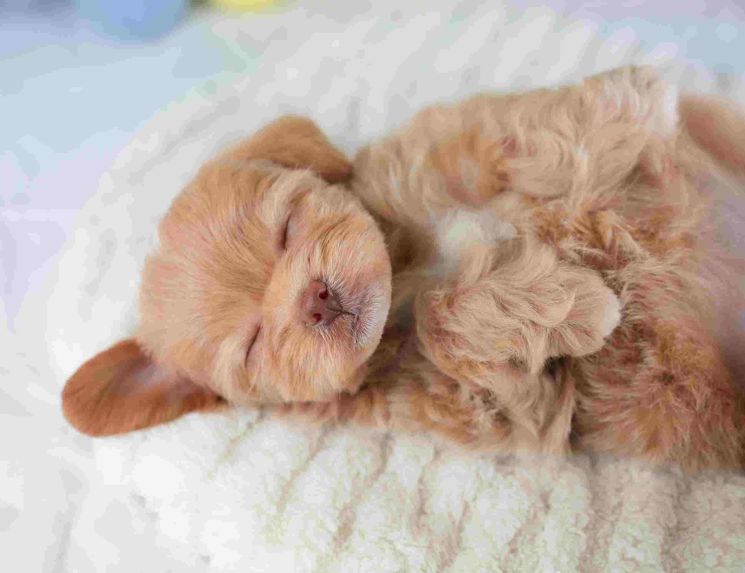 チワプー | 女の子 | アプリコット＆ホワイト | 2026年1月26日