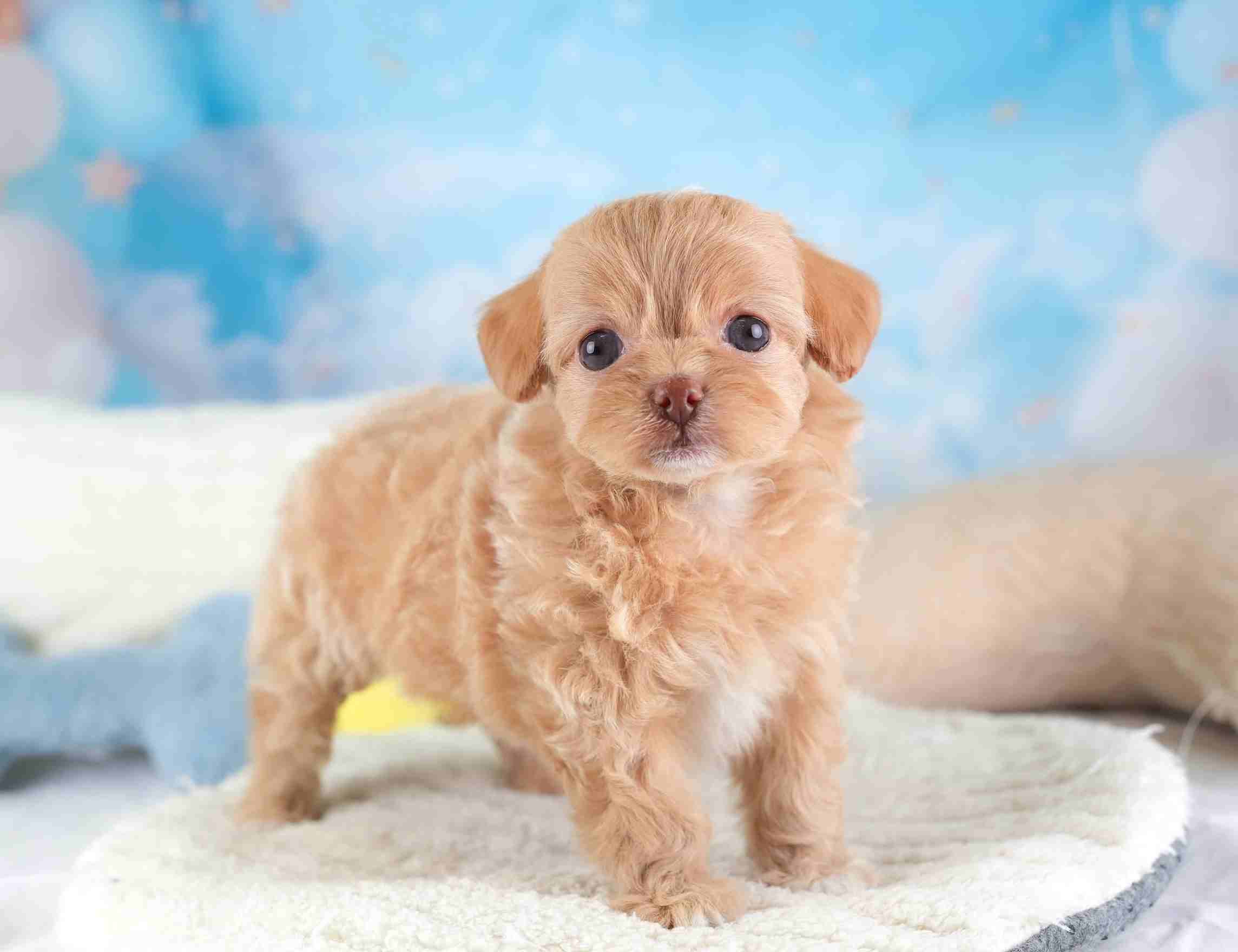 チワプー | 女の子 | アプリコット＆ホワイト | 2026年1月26日