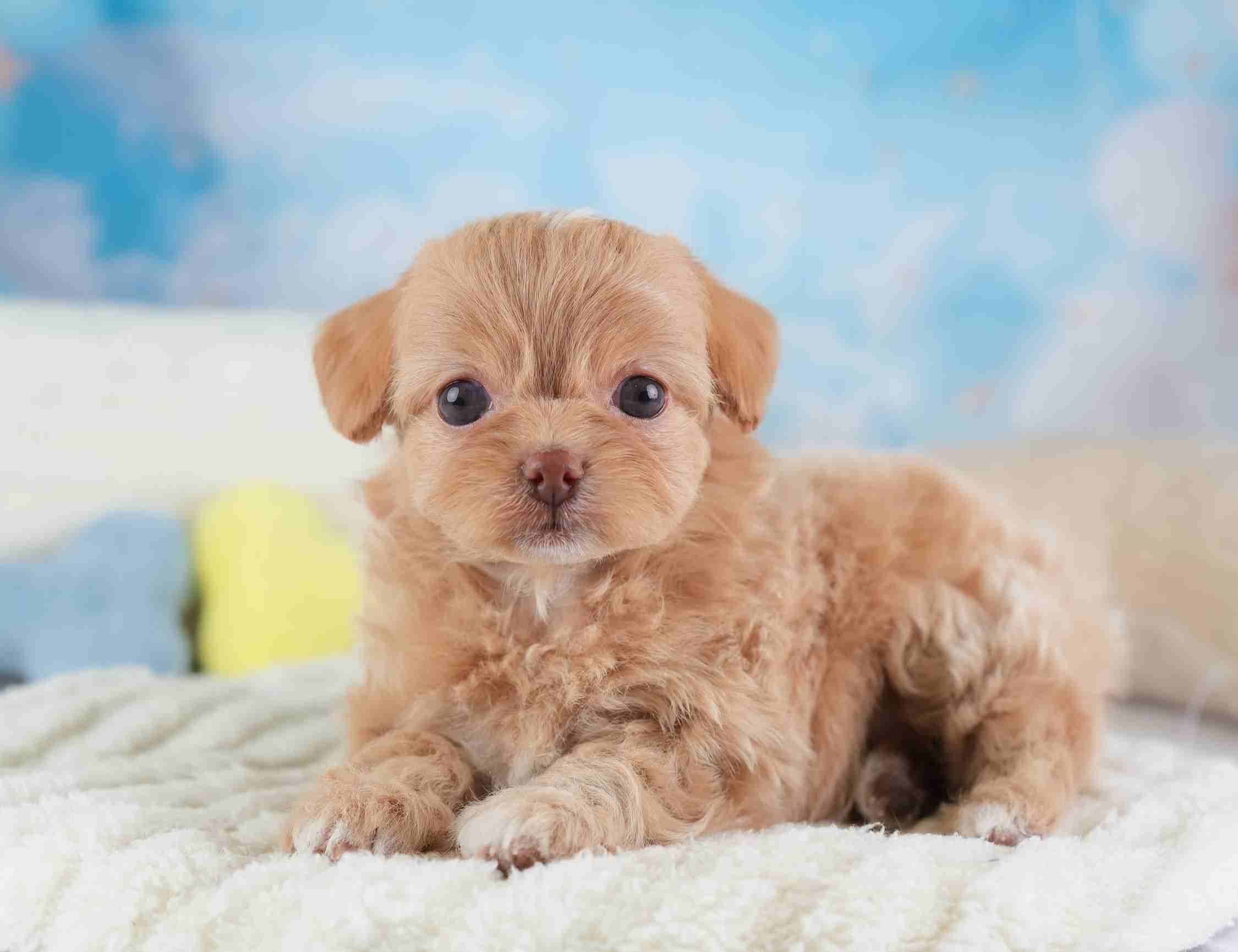 チワプー | 女の子 | アプリコット＆ホワイト | 2026年1月26日