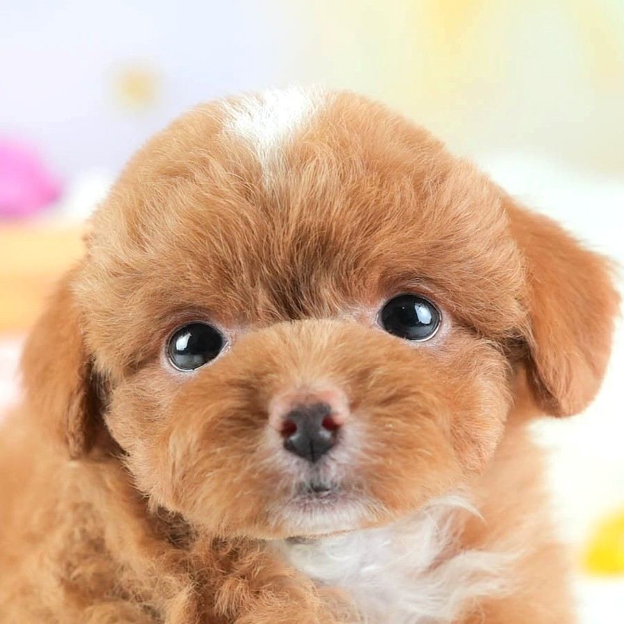 チワプー | 男の子 | レッド&ホワイト | 2026年1月26日