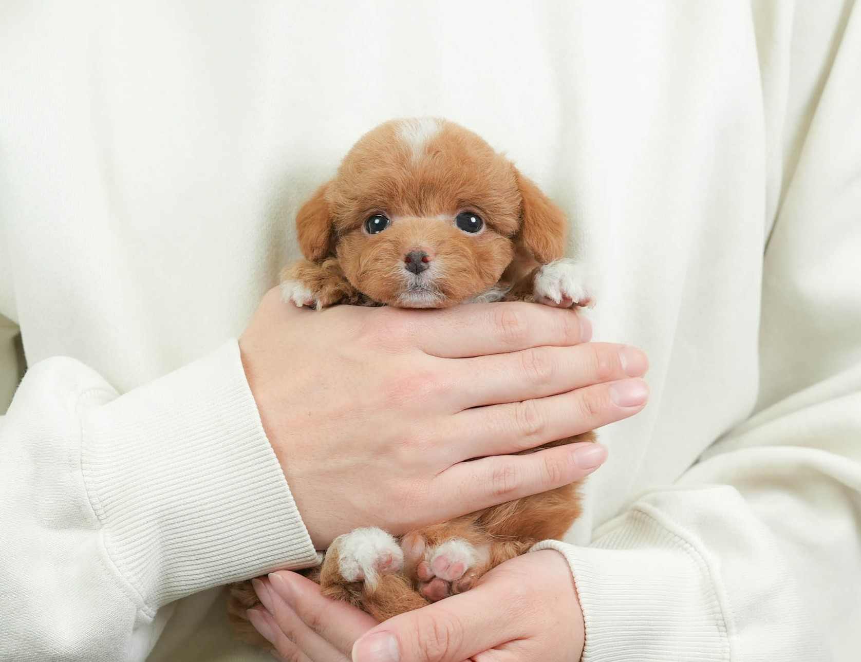 チワプー | 男の子 | レッド&ホワイト | 2026年1月26日