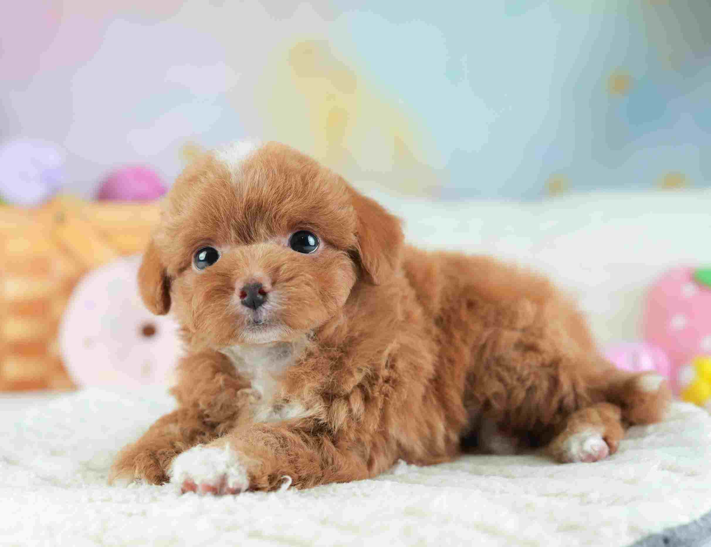 チワプー | 男の子 | レッド&ホワイト | 2026年1月26日