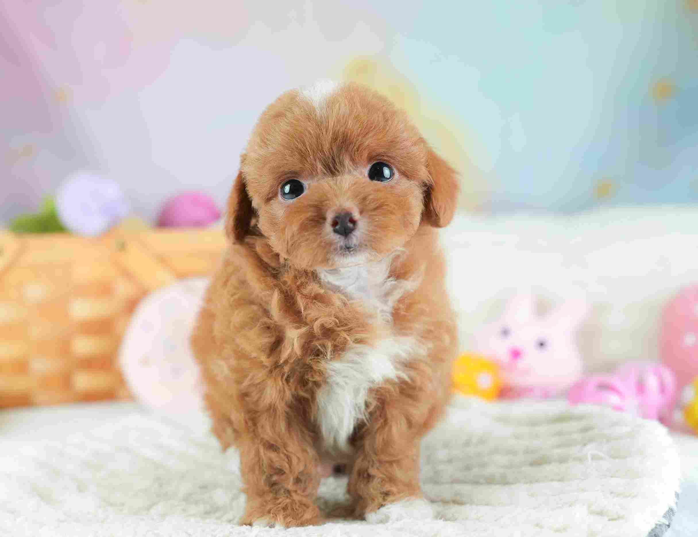 チワプー | 男の子 | レッド&ホワイト | 2026年1月26日