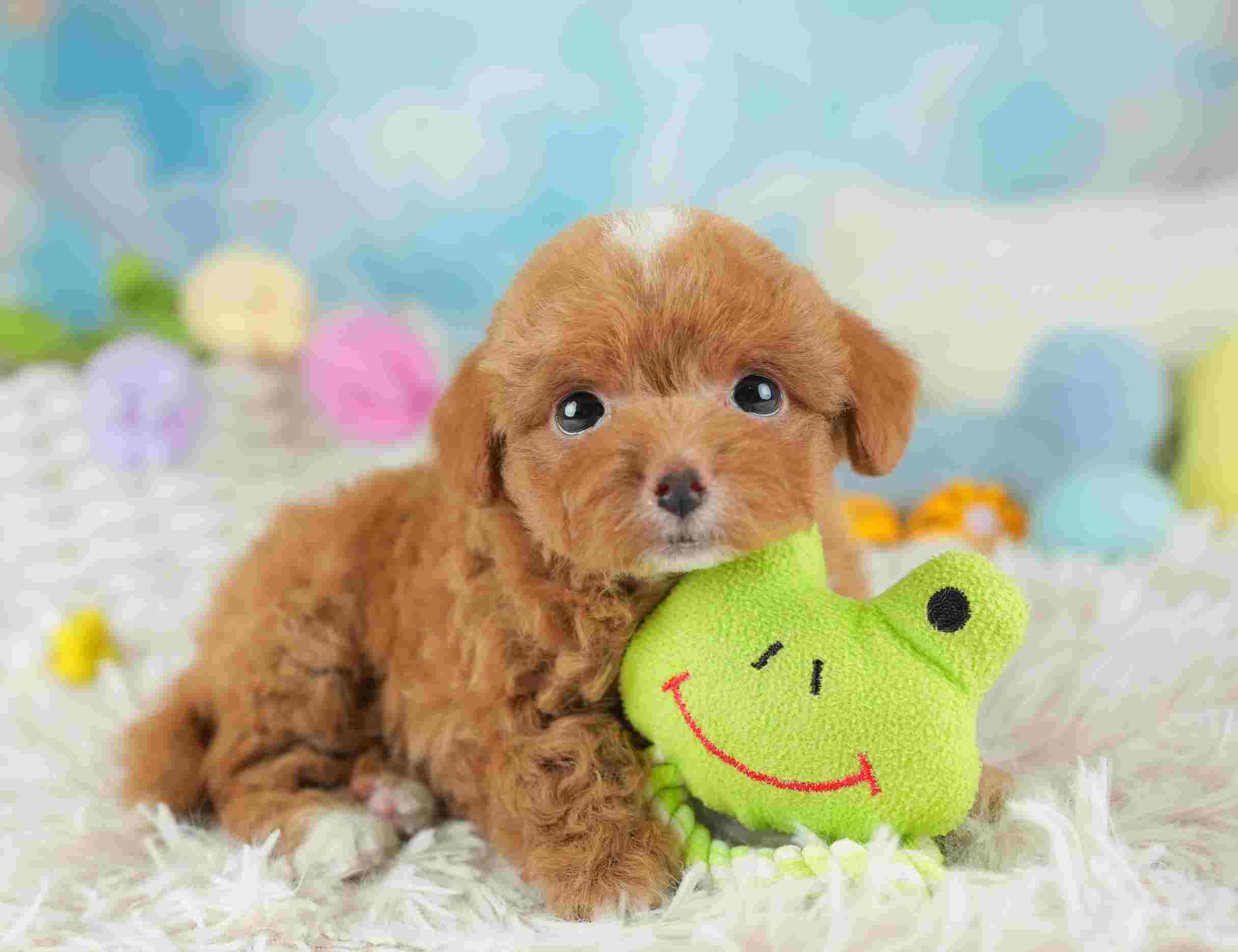 チワプー | 男の子 | レッド&ホワイト | 2026年1月26日