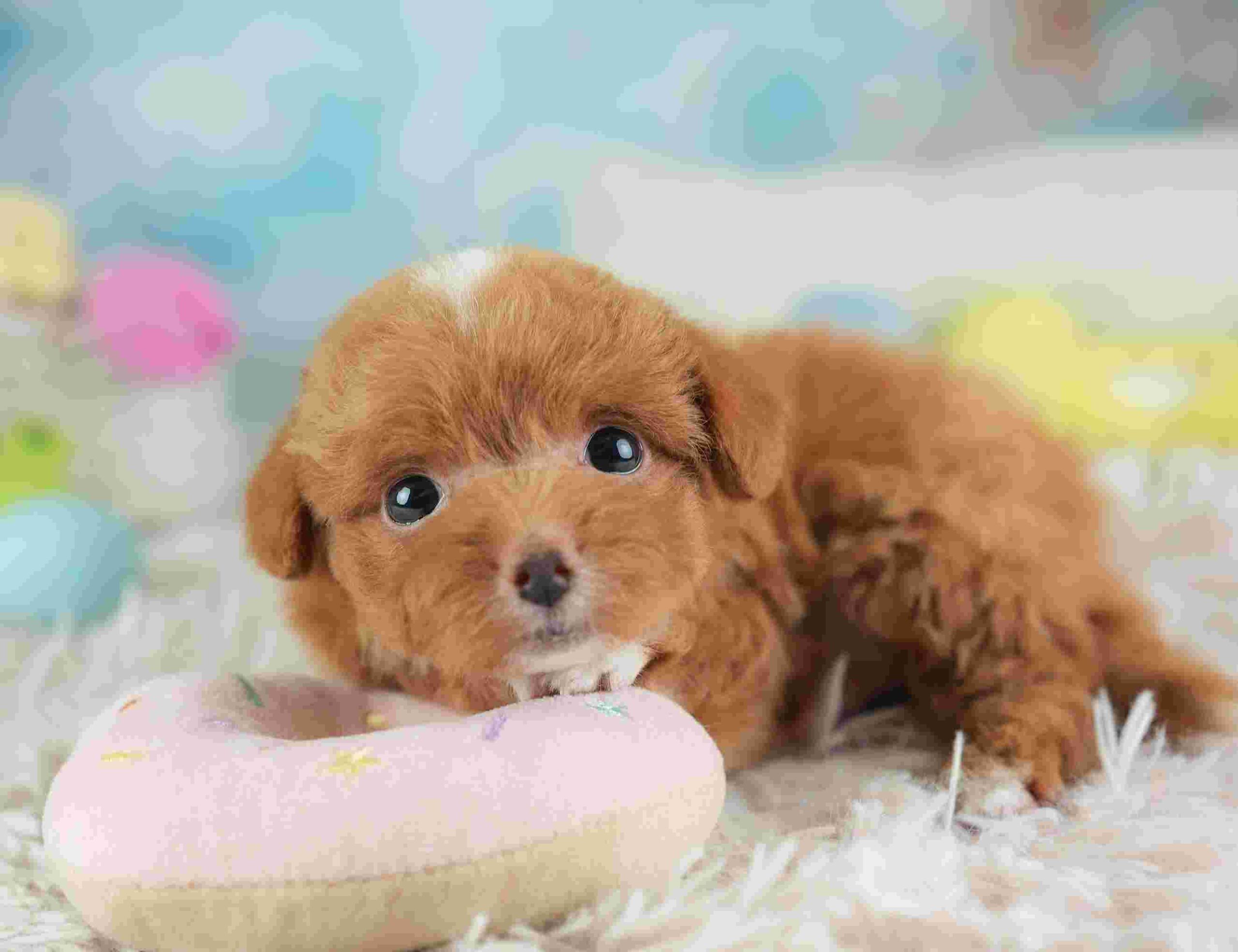 チワプー | 男の子 | レッド&ホワイト | 2026年1月26日