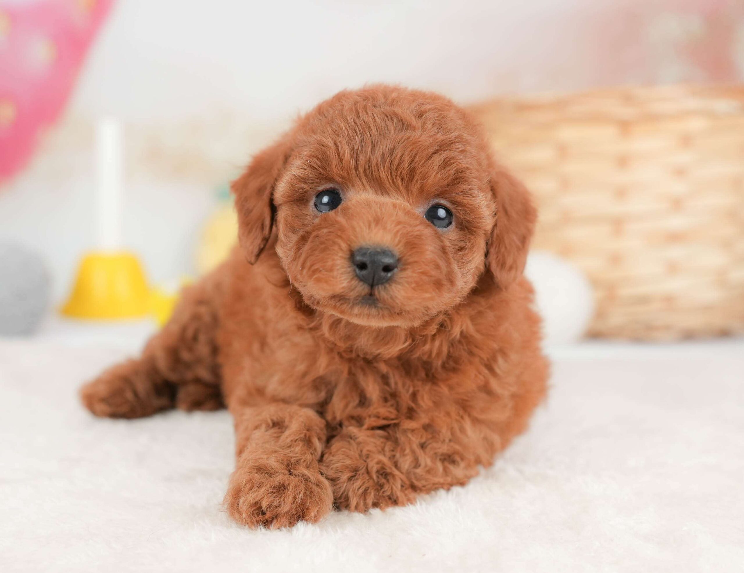 トイ・プードル | 女の子 | レッド | 2026年1月29日