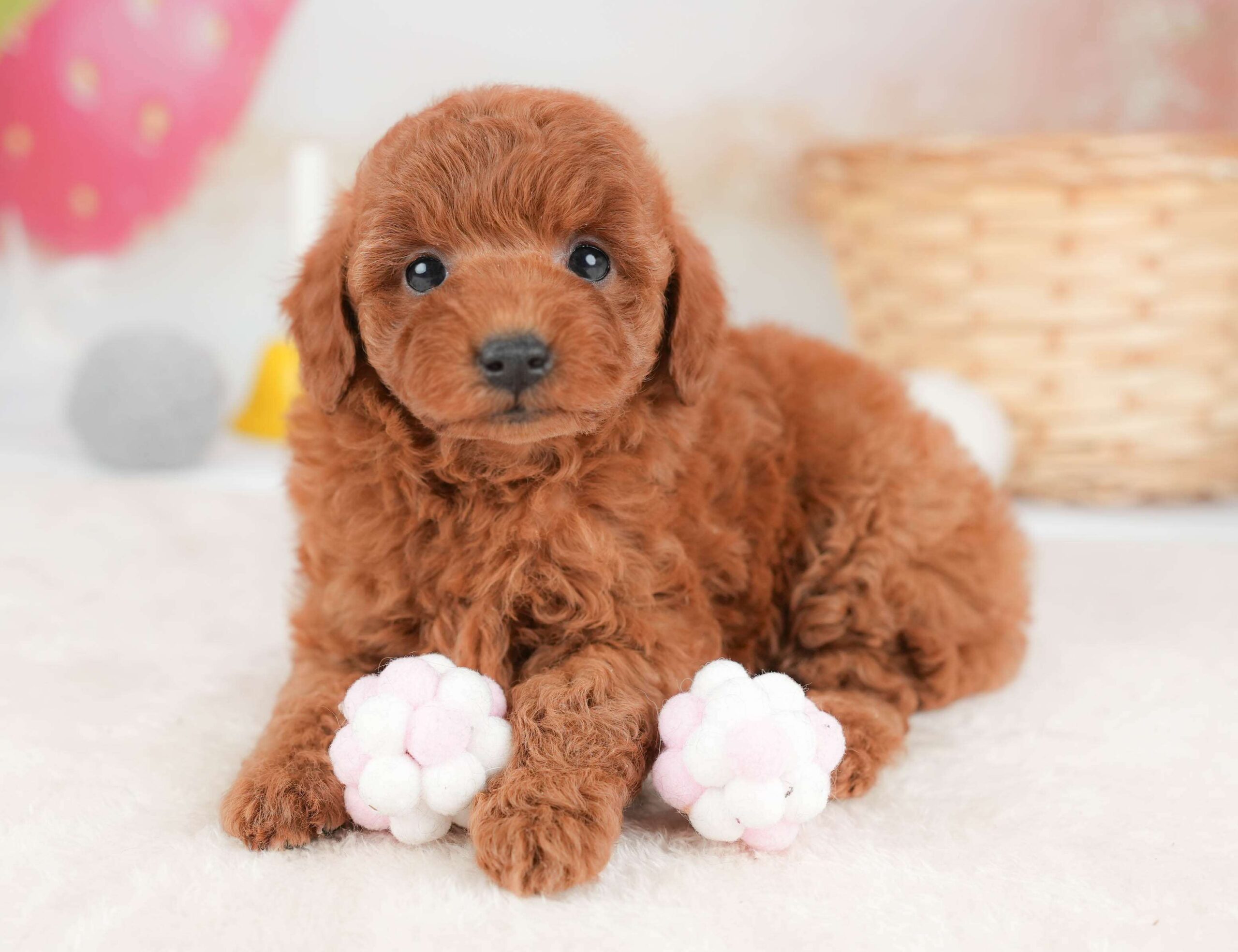 トイ・プードル | 女の子 | レッド | 2026年1月29日