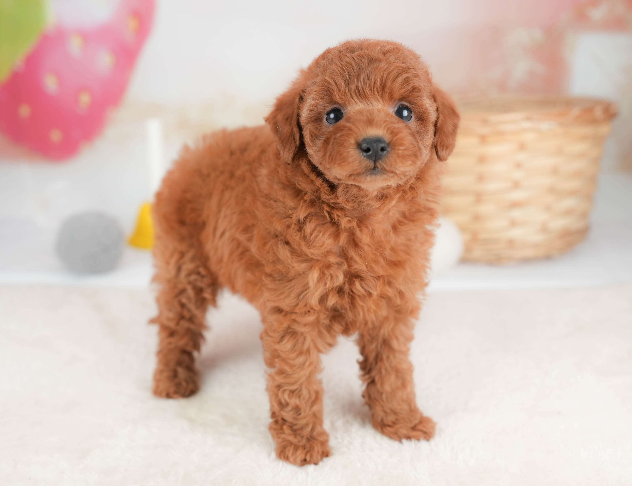 トイ・プードル | 女の子 | レッド | 2026年1月29日