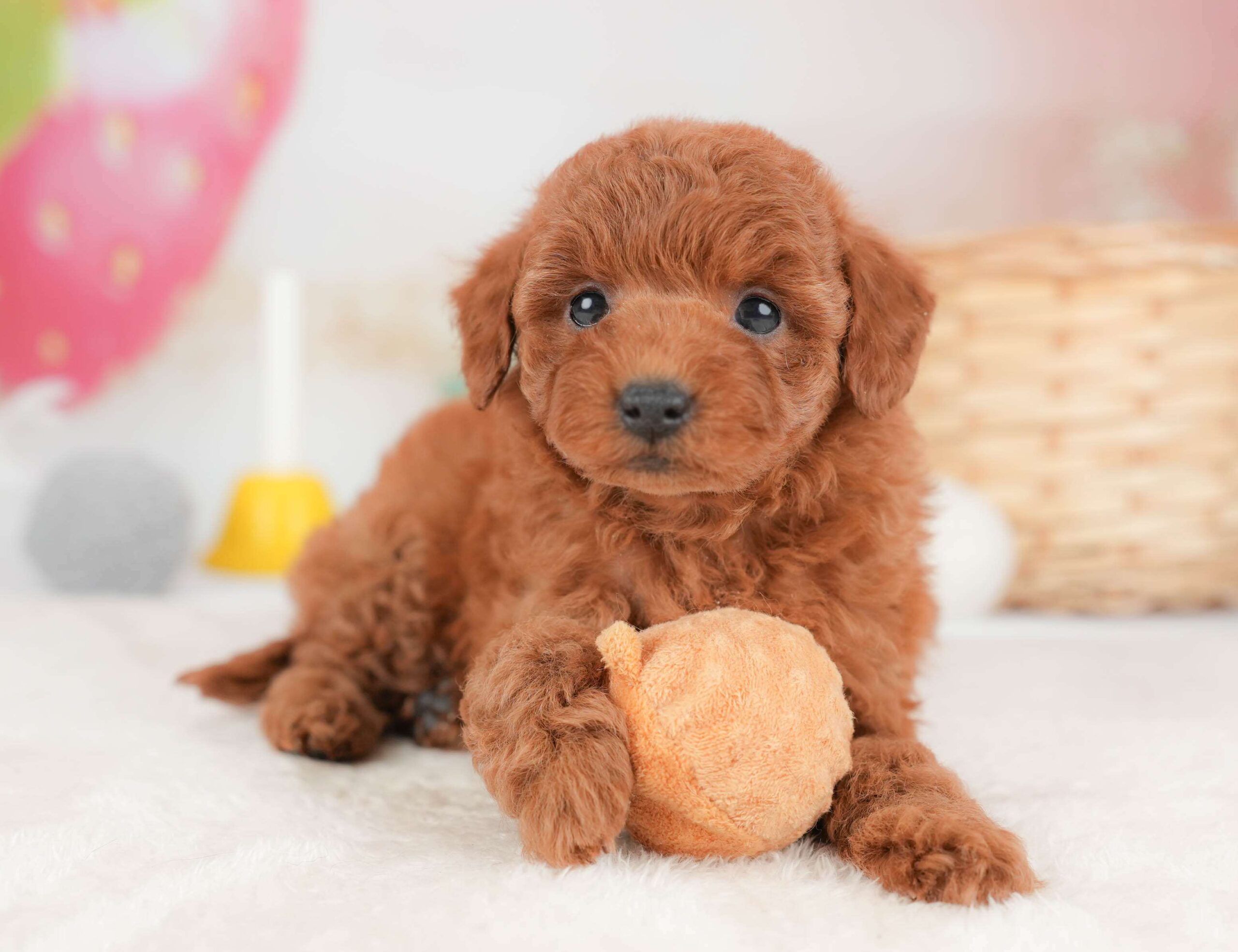 トイ・プードル | 女の子 | レッド | 2026年1月29日