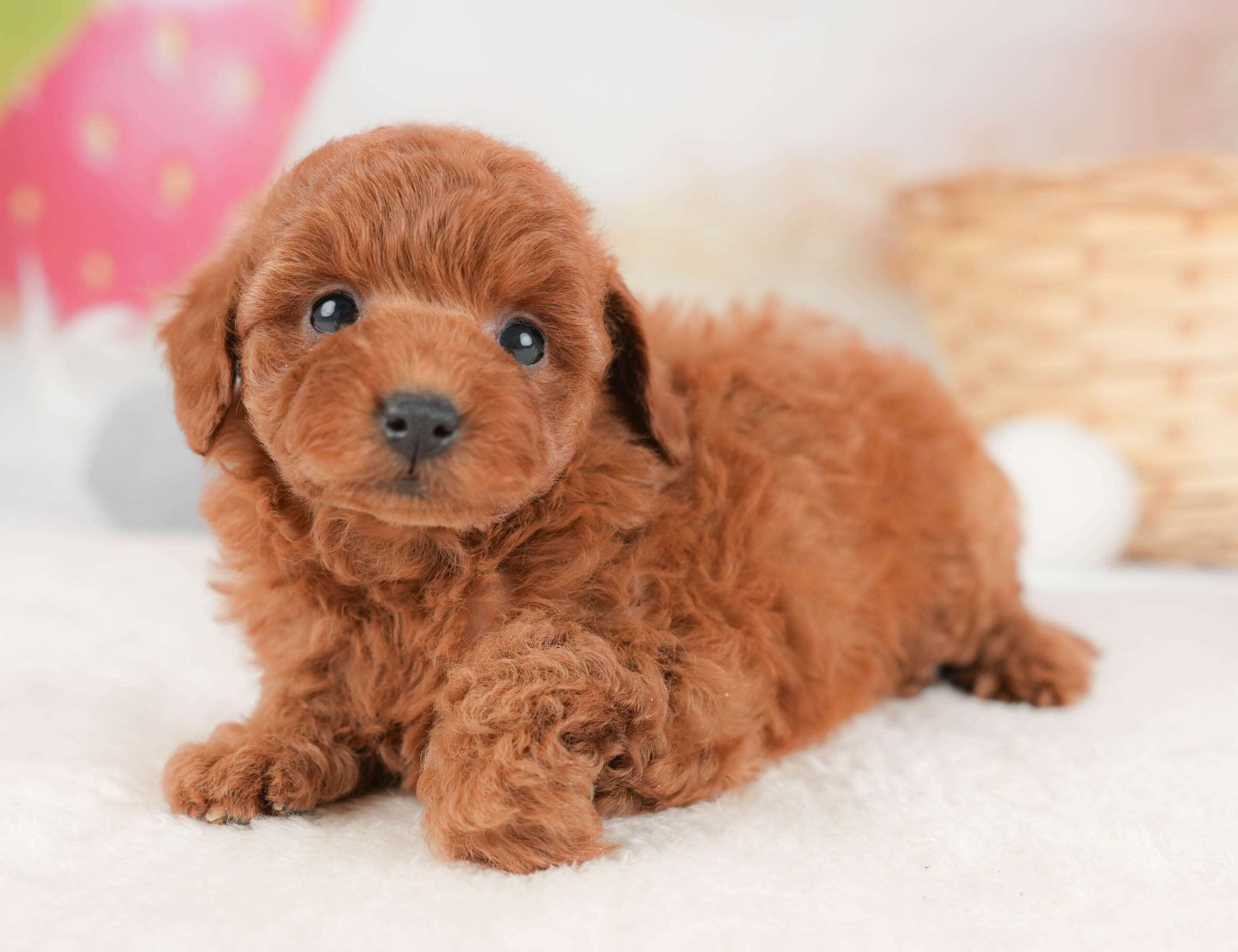 トイ・プードル | 女の子 | レッド | 2026年1月29日