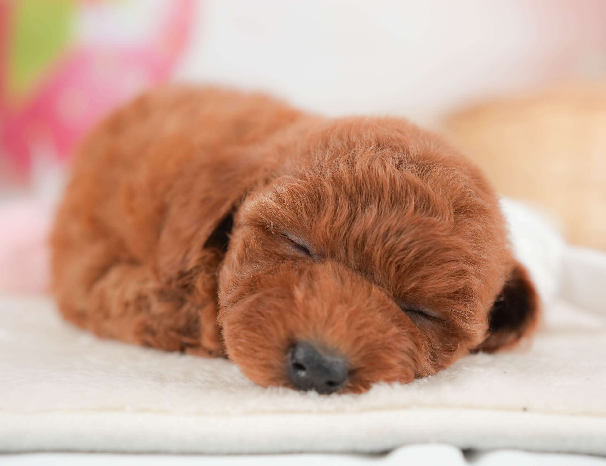 トイ・プードル | 女の子 | レッド | 2026年1月29日