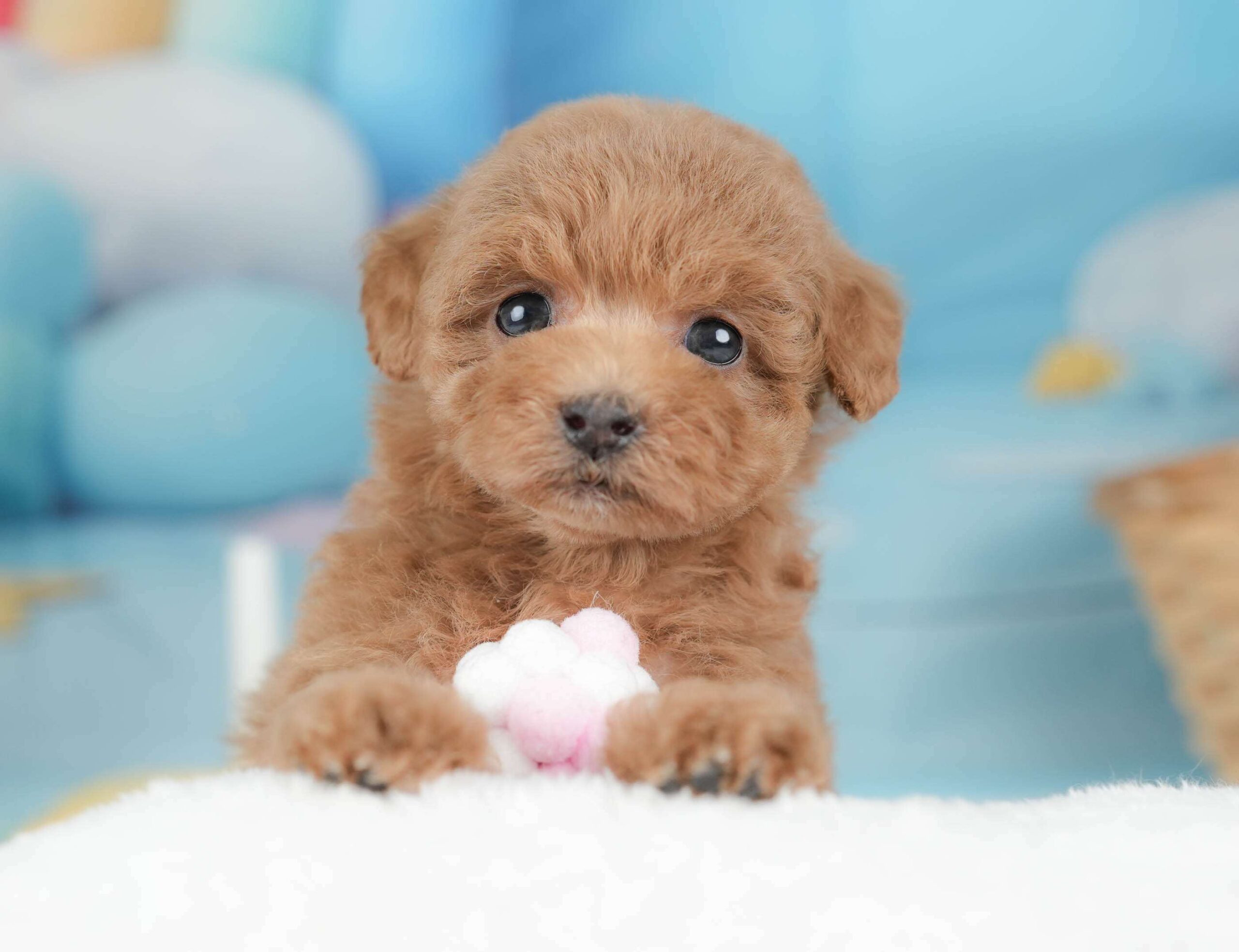 トイ・プードル | 女の子 | レッド | 2026年1月29日