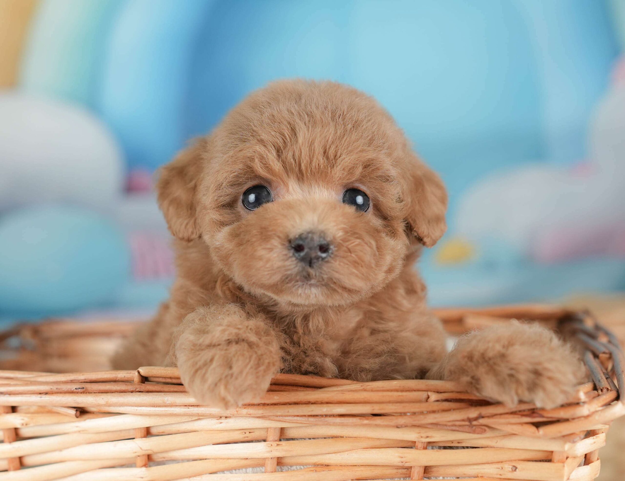 トイ・プードル | 女の子 | レッド | 2026年1月29日