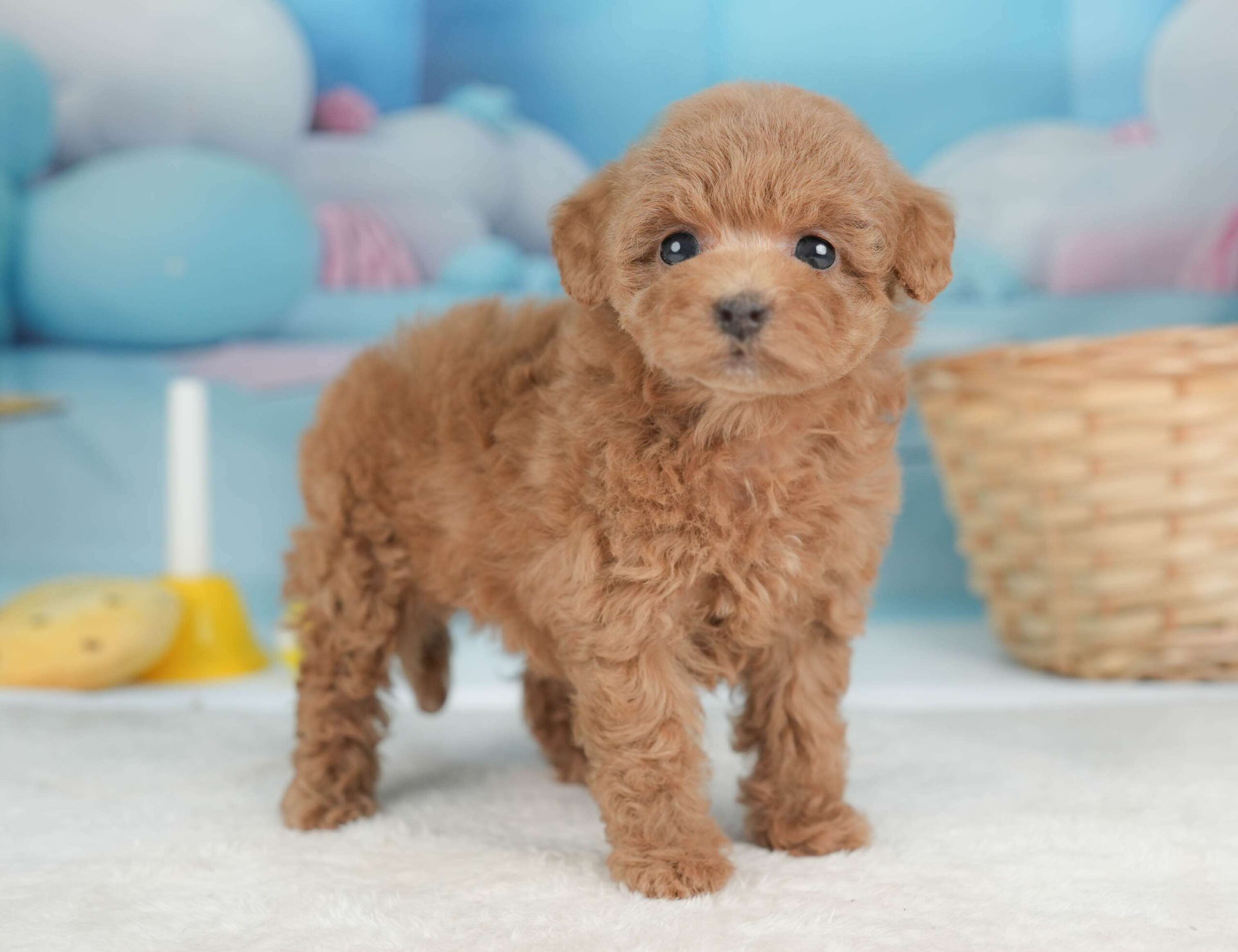 トイ・プードル | 女の子 | レッド | 2026年1月29日