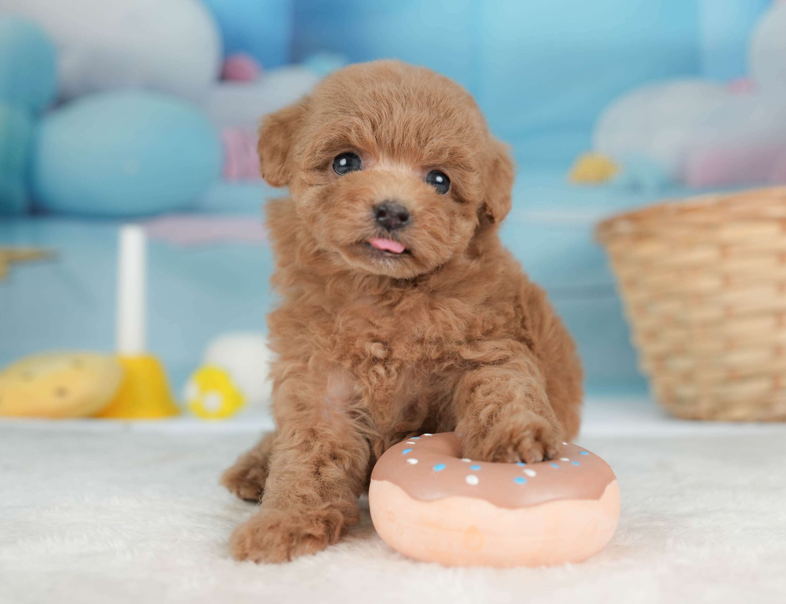 トイ・プードル | 女の子 | レッド | 2026年1月29日