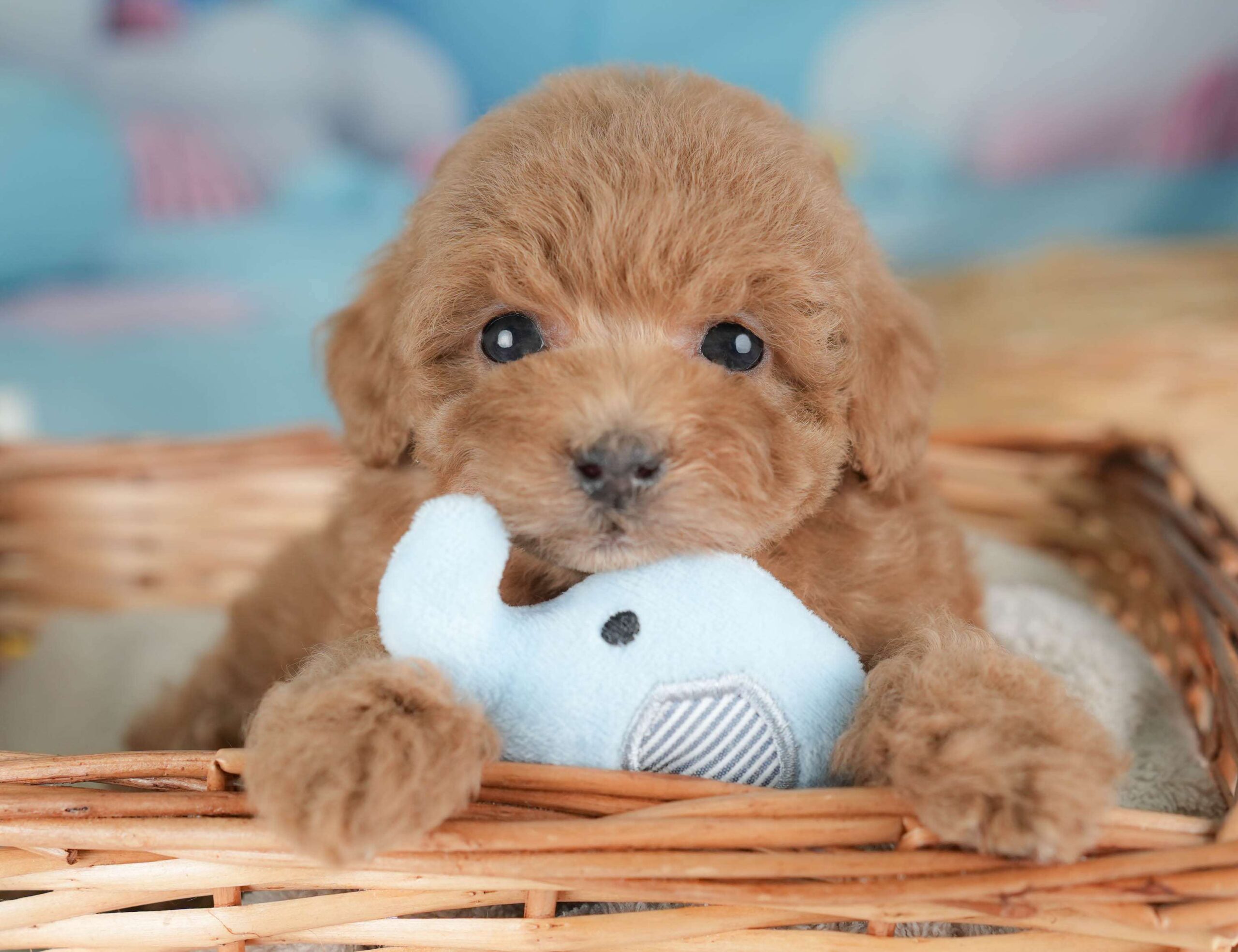 トイ・プードル | 女の子 | レッド | 2026年1月29日