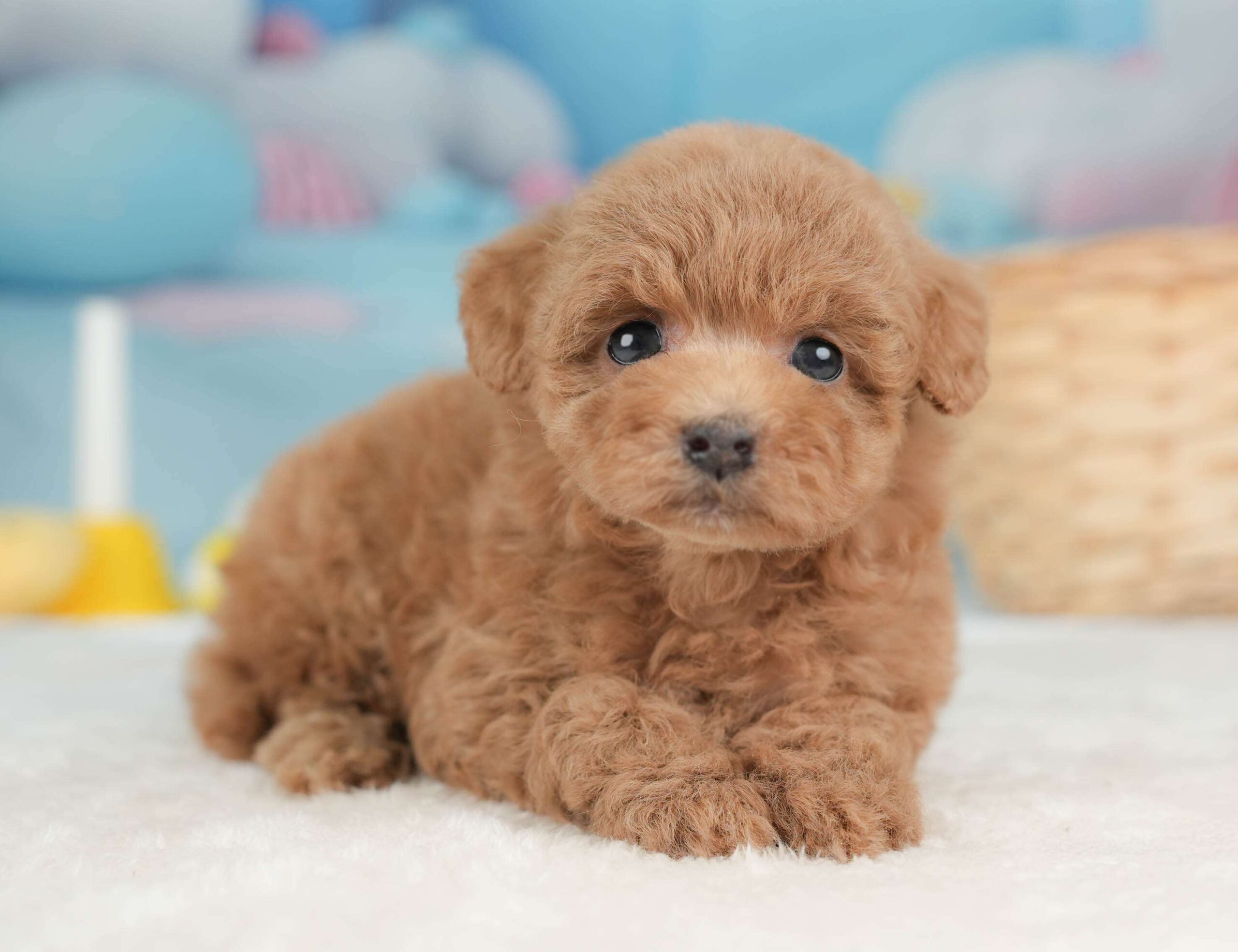 トイ・プードル | 女の子 | レッド | 2026年1月29日