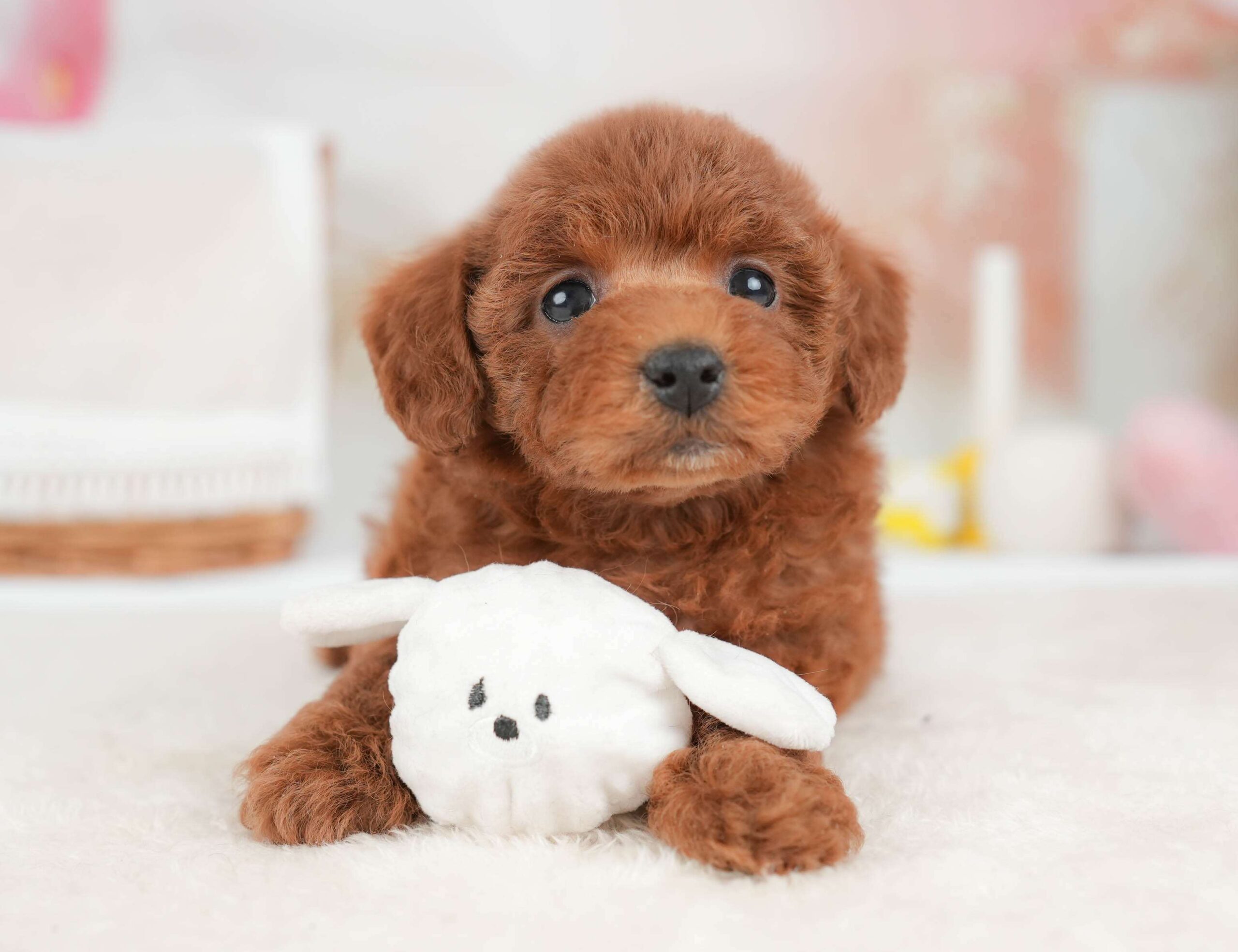 トイ・プードル | 女の子 | レッド | 2026年1月29日