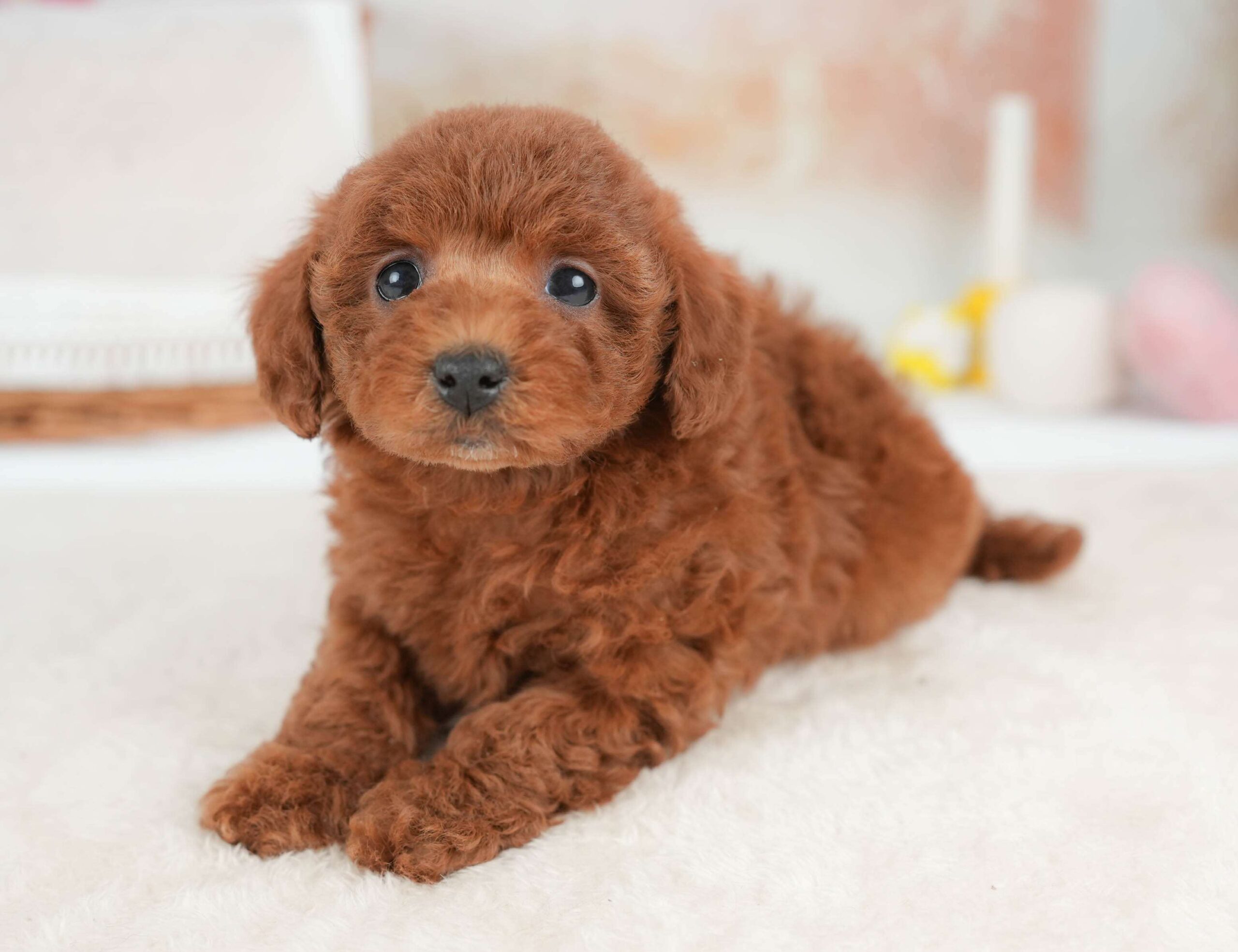 トイ・プードル | 女の子 | レッド | 2026年1月29日