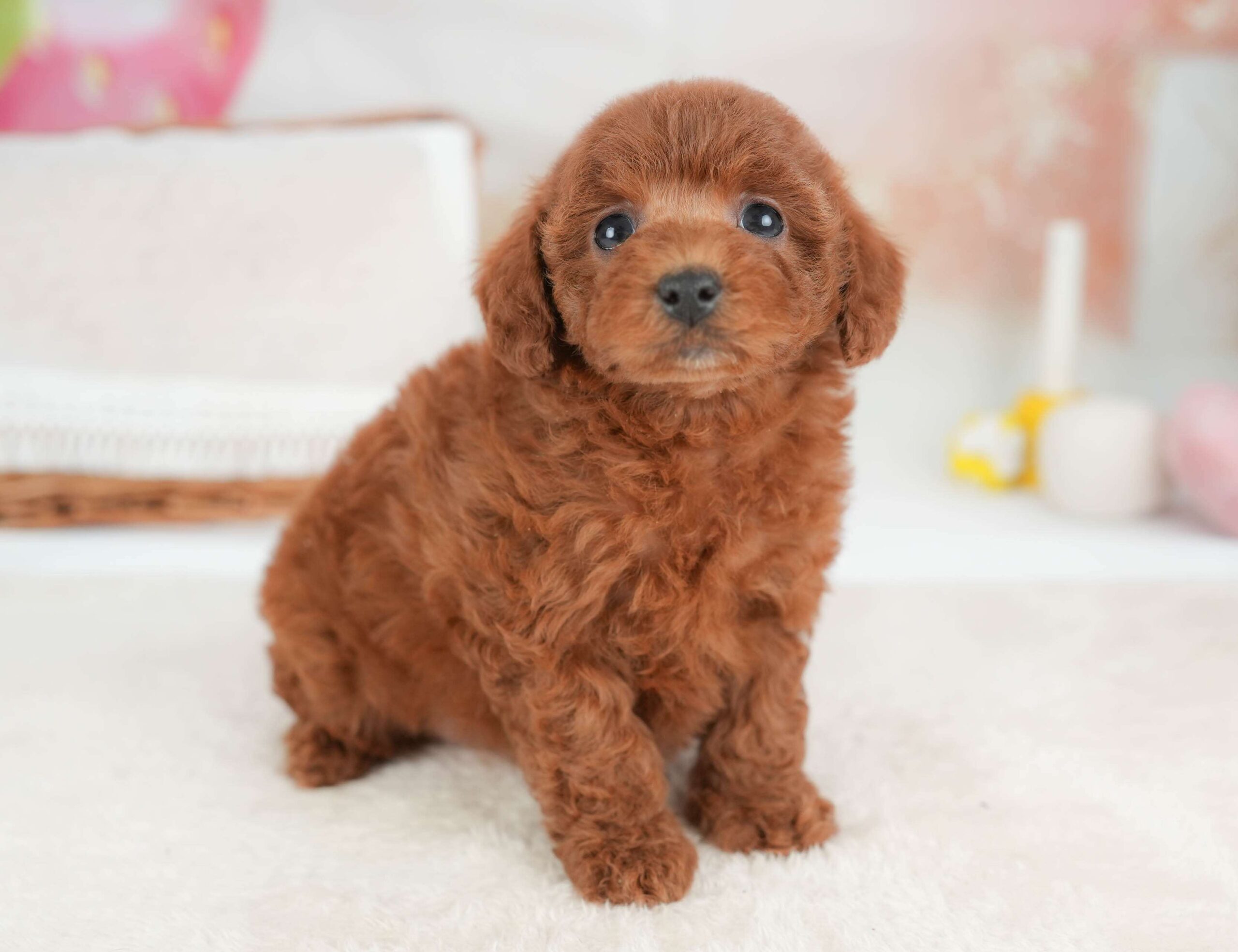 トイ・プードル | 女の子 | レッド | 2026年1月29日