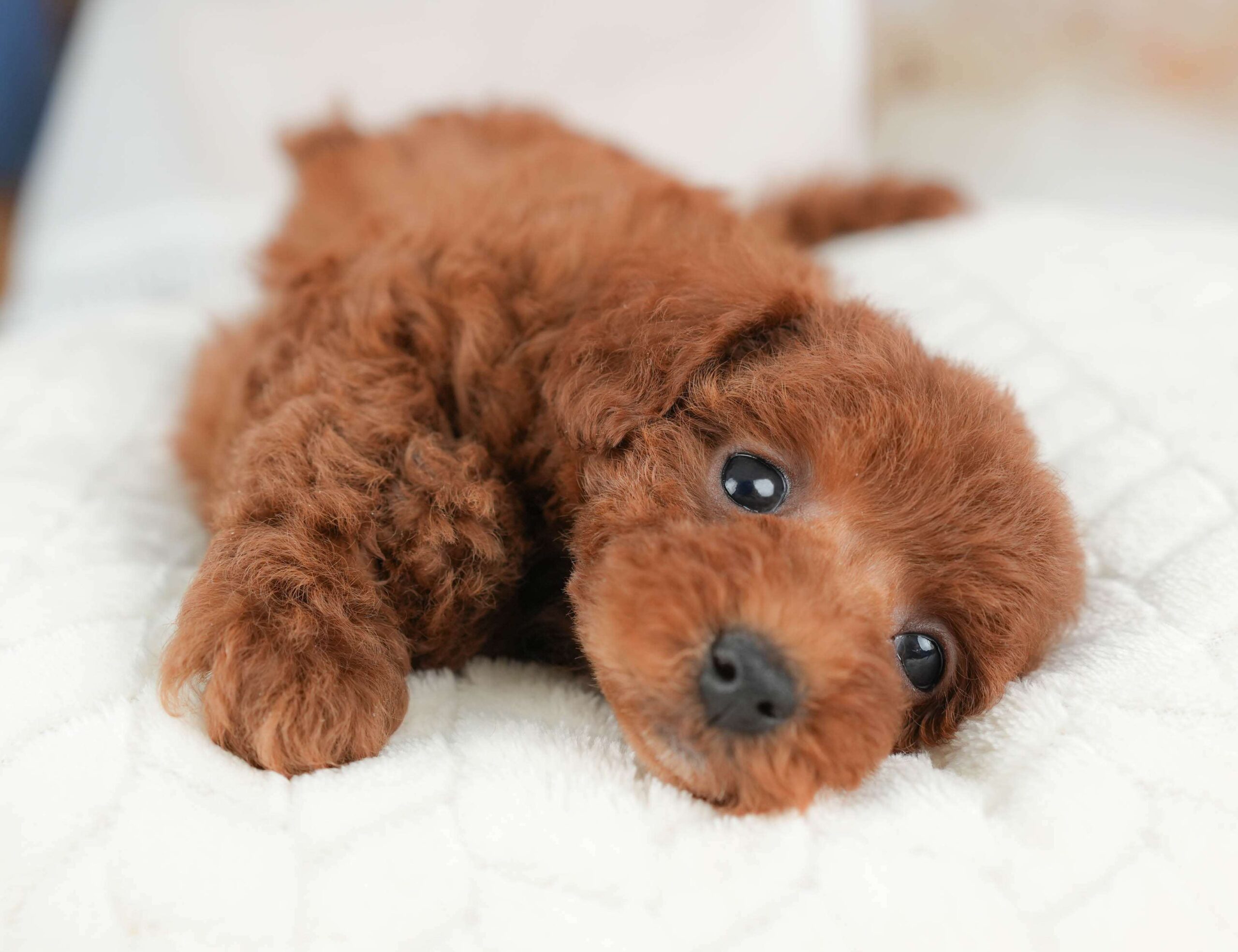 トイ・プードル | 女の子 | レッド | 2026年1月29日