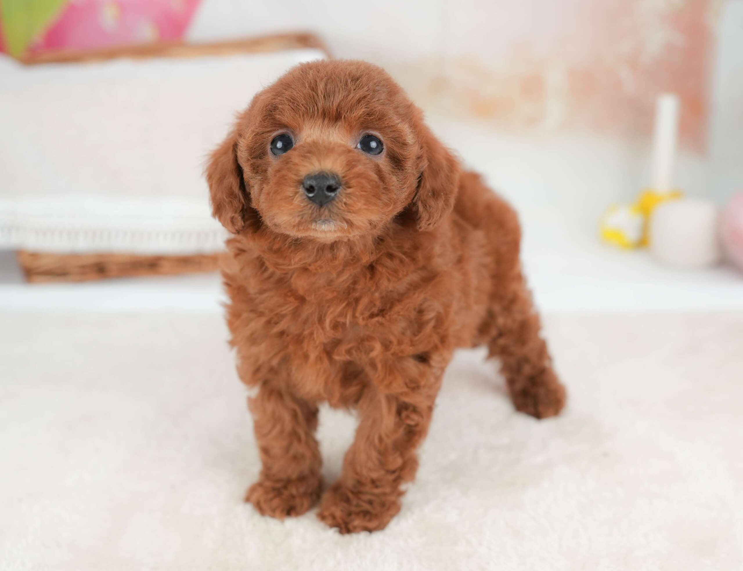 トイ・プードル | 女の子 | レッド | 2026年1月29日