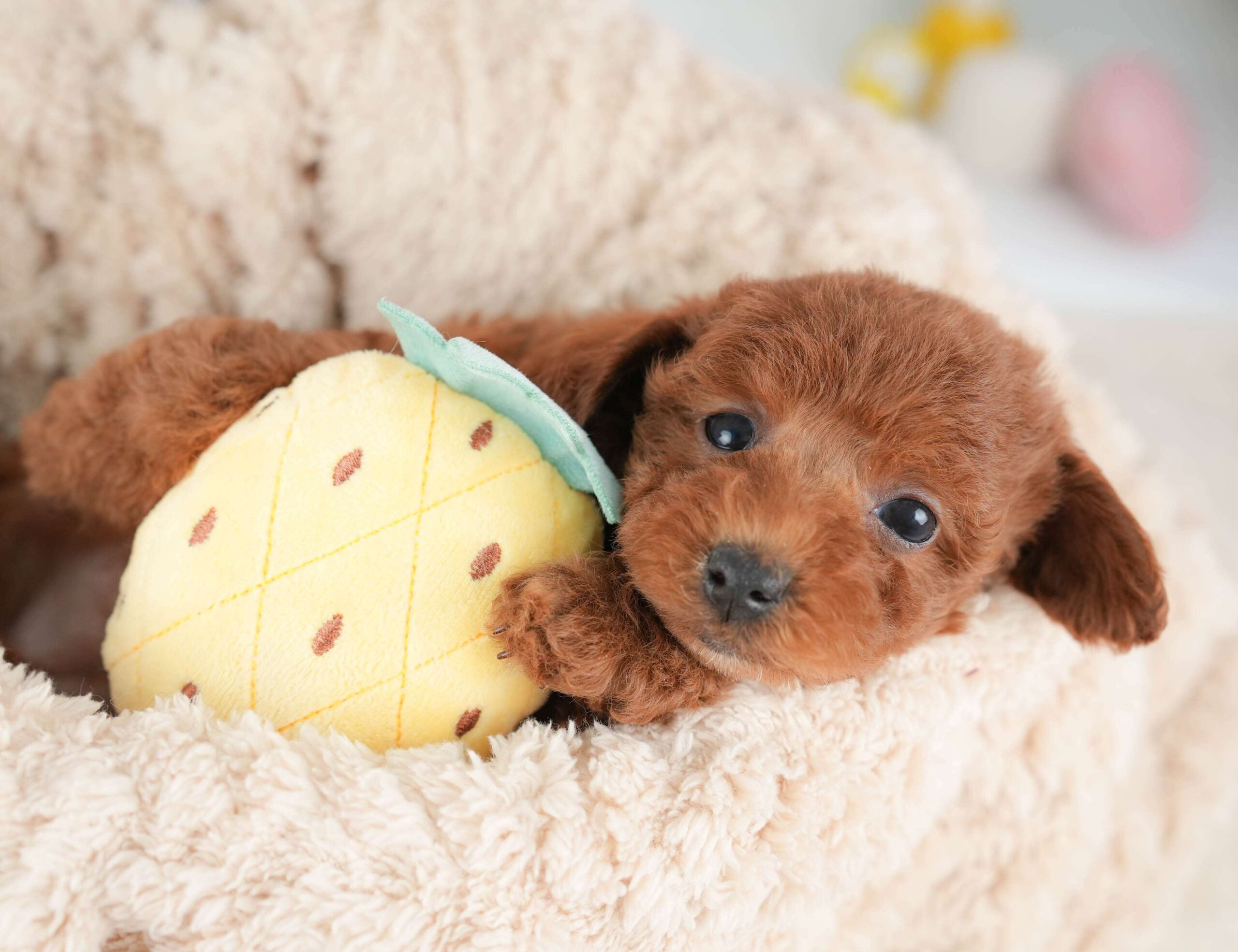 トイ・プードル | 女の子 | レッド | 2026年1月29日