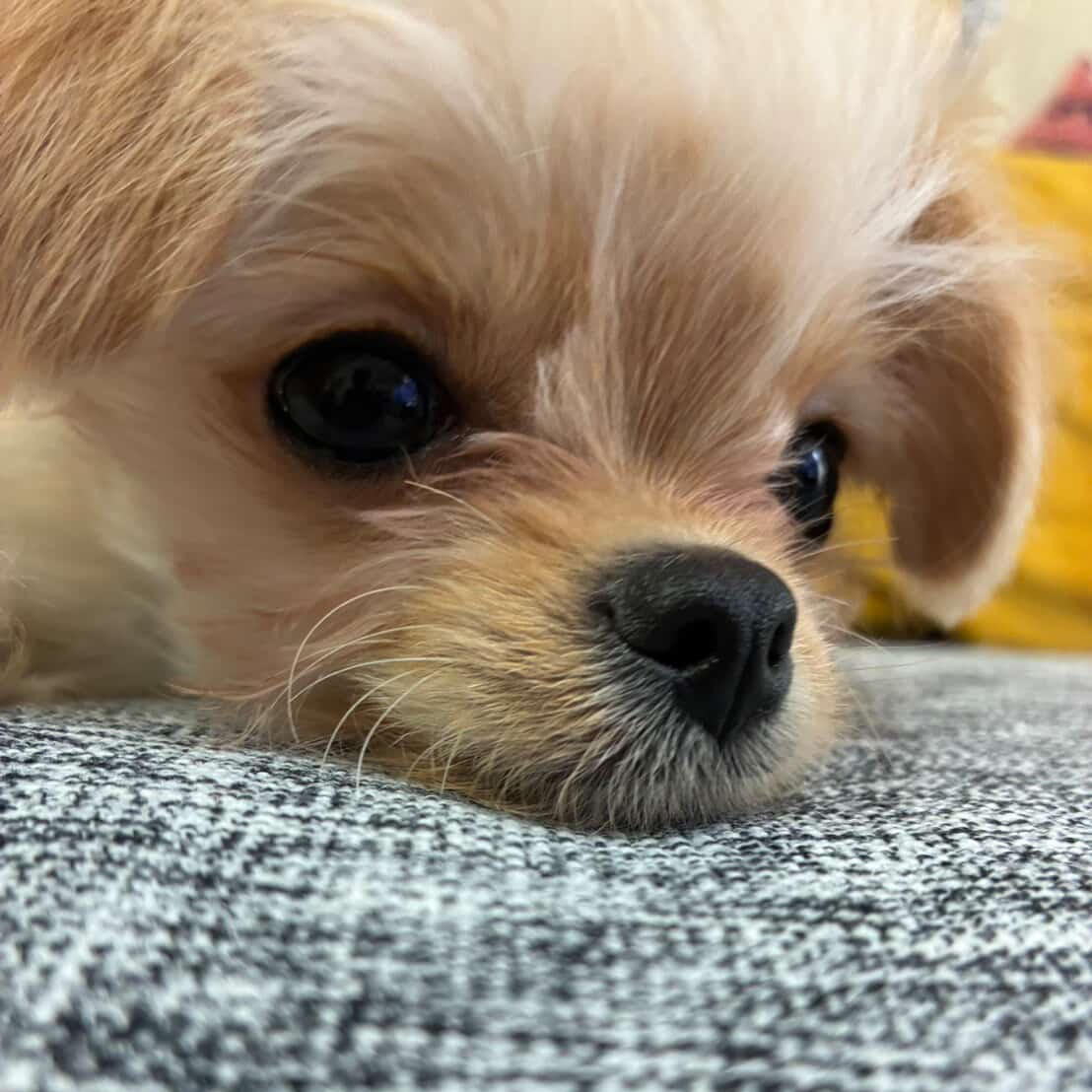 すっかりお家に慣れてやんちゃ君に