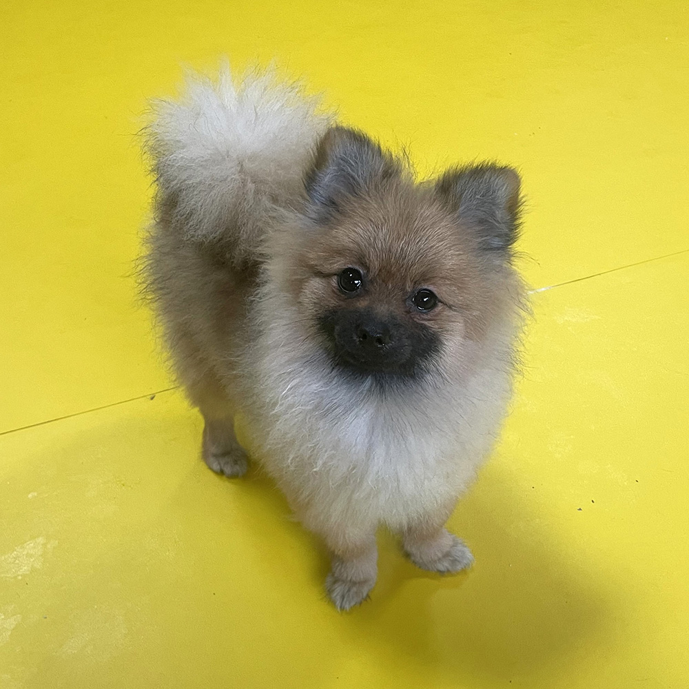 トイ・プードル | 男の子 | レッド | 2026年2月16日(ID:dog-30003047)