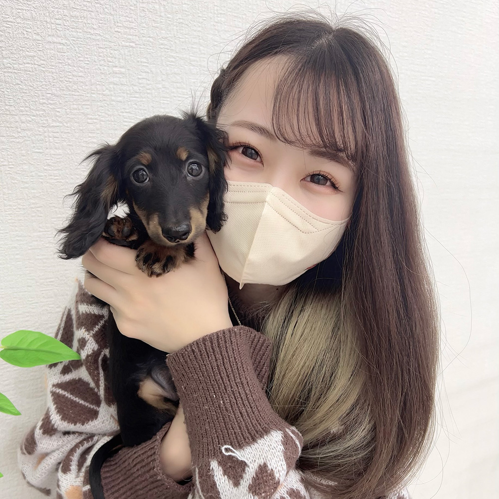 チワワ(ロング) | 男の子 | フォーン | 2026年1月31日