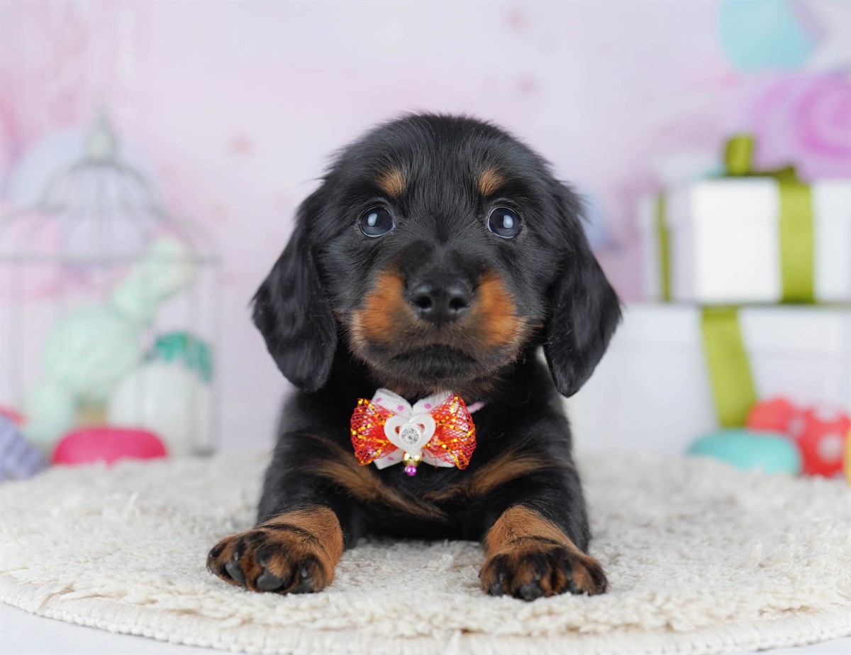 カニンヘン・ダックスフンド(ロング) | 男の子 | ブラック＆タン | 2025年11月5日