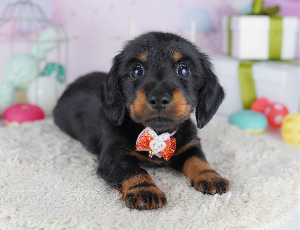 カニンヘン・ダックスフンド(ロング) | 男の子 | ブラック＆タン | 2025年11月5日