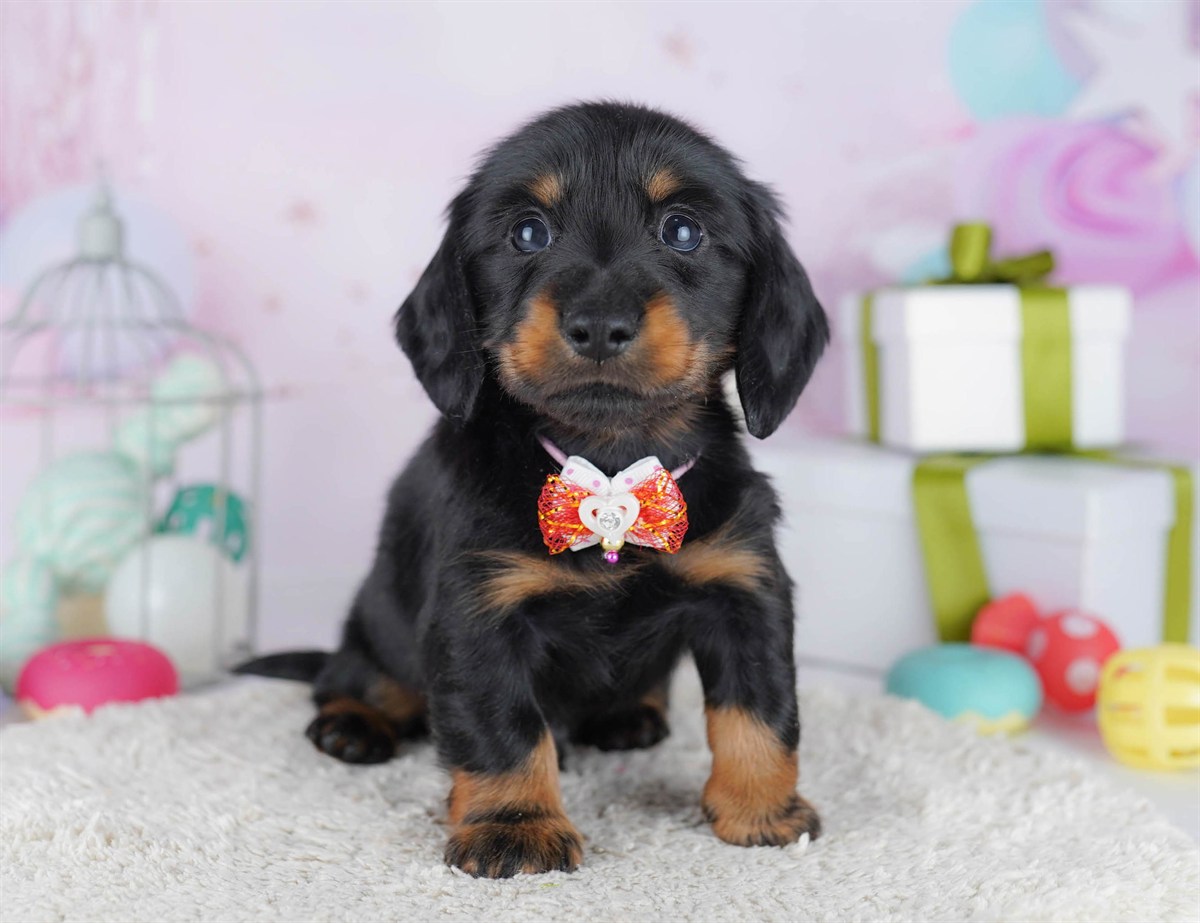 カニンヘン・ダックスフンド(ロング) | 男の子 | ブラック＆タン | 2025年11月5日