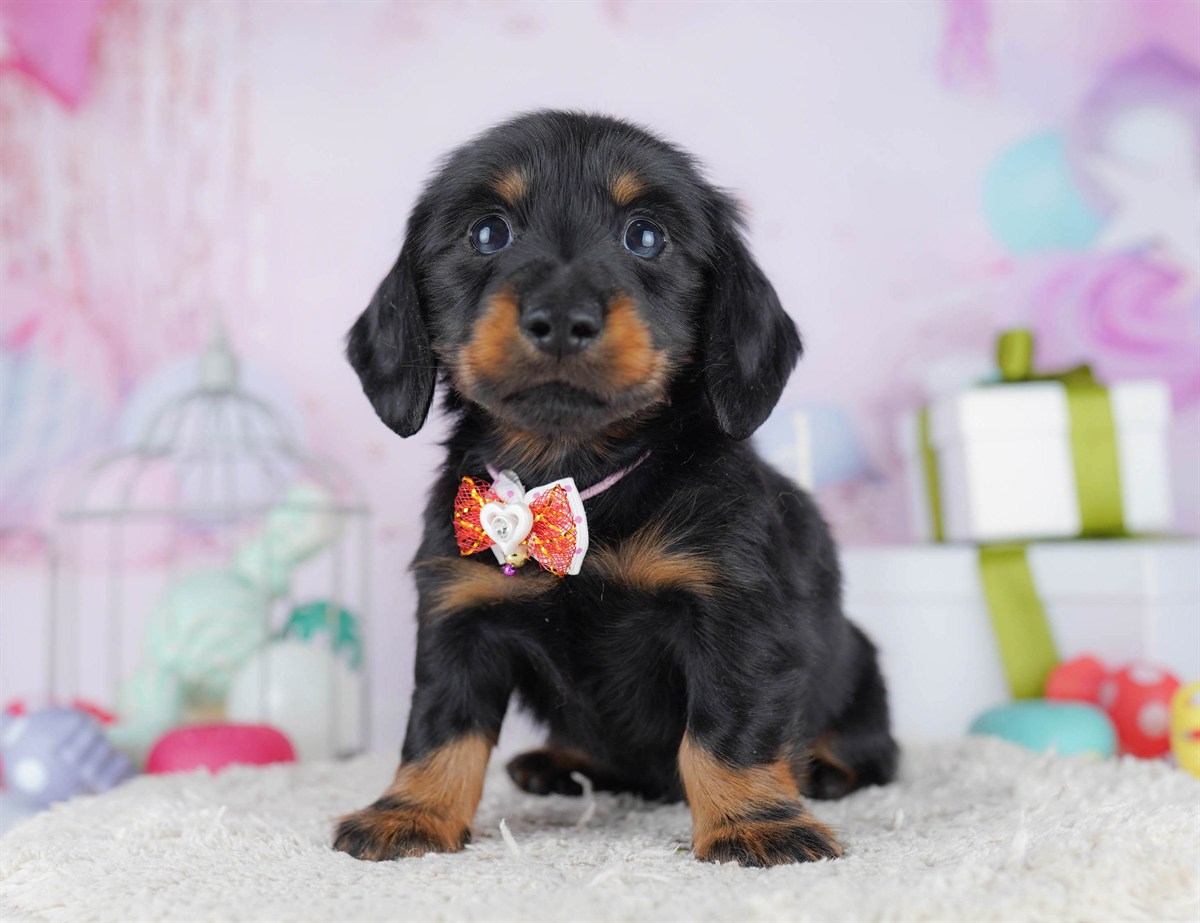 カニンヘン・ダックスフンド(ロング) | 男の子 | ブラック＆タン | 2025年11月5日