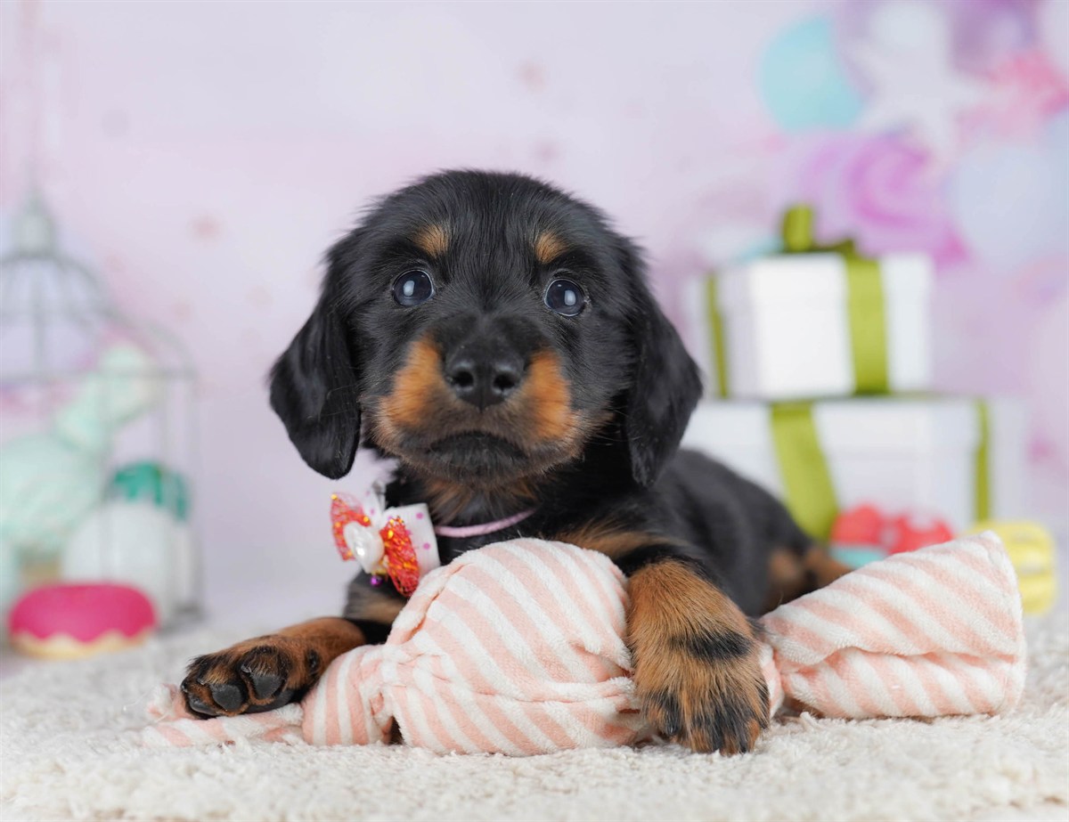 カニンヘン・ダックスフンド(ロング) | 男の子 | ブラック＆タン | 2025年11月5日