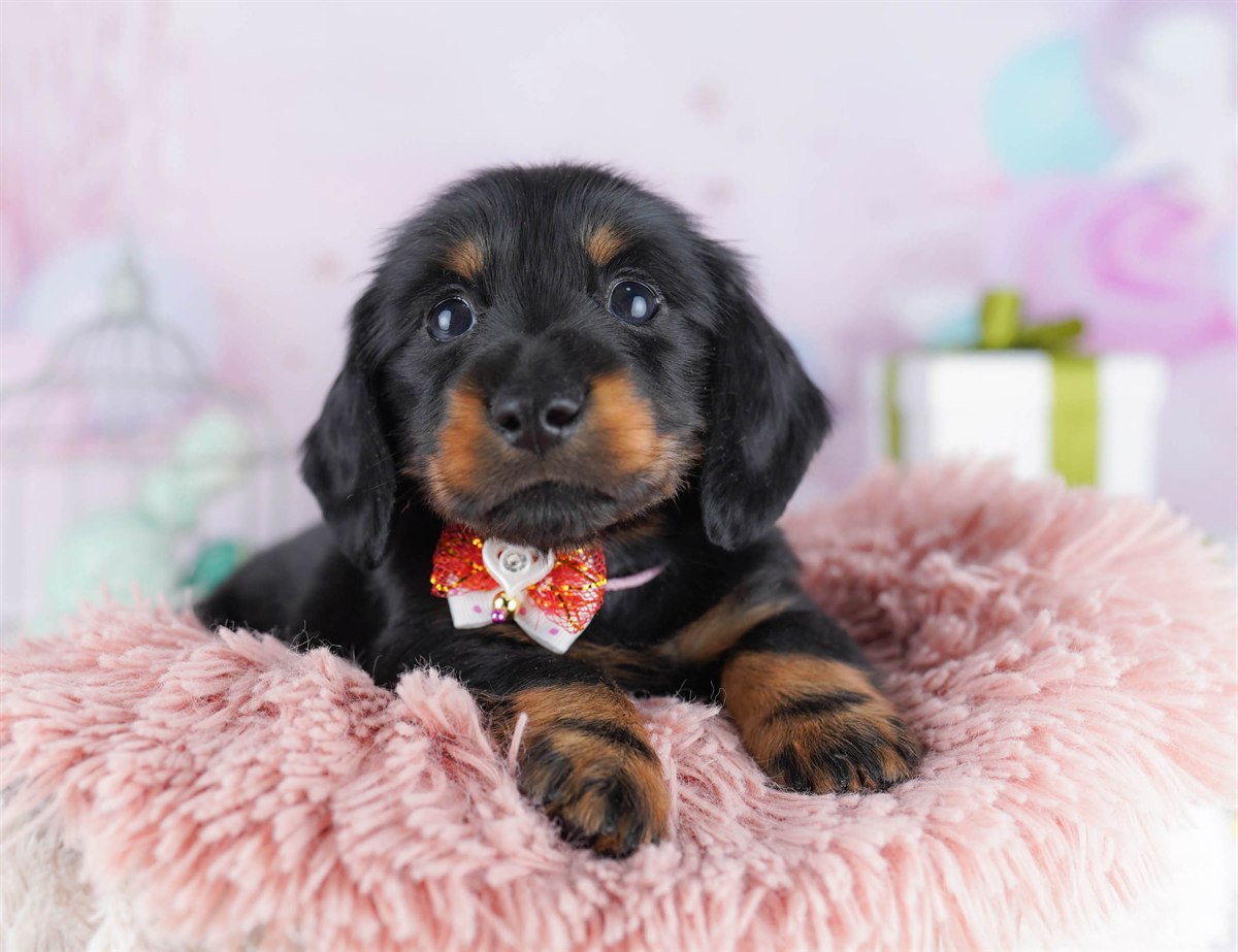 カニンヘン・ダックスフンド(ロング) | 男の子 | ブラック＆タン | 2025年11月5日