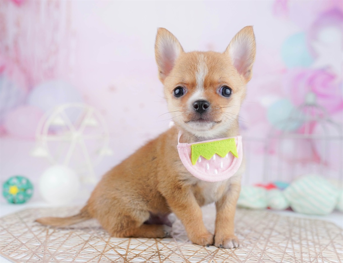 チワワ(スムース) | 男の子 | フォーン | 2025年12月23日