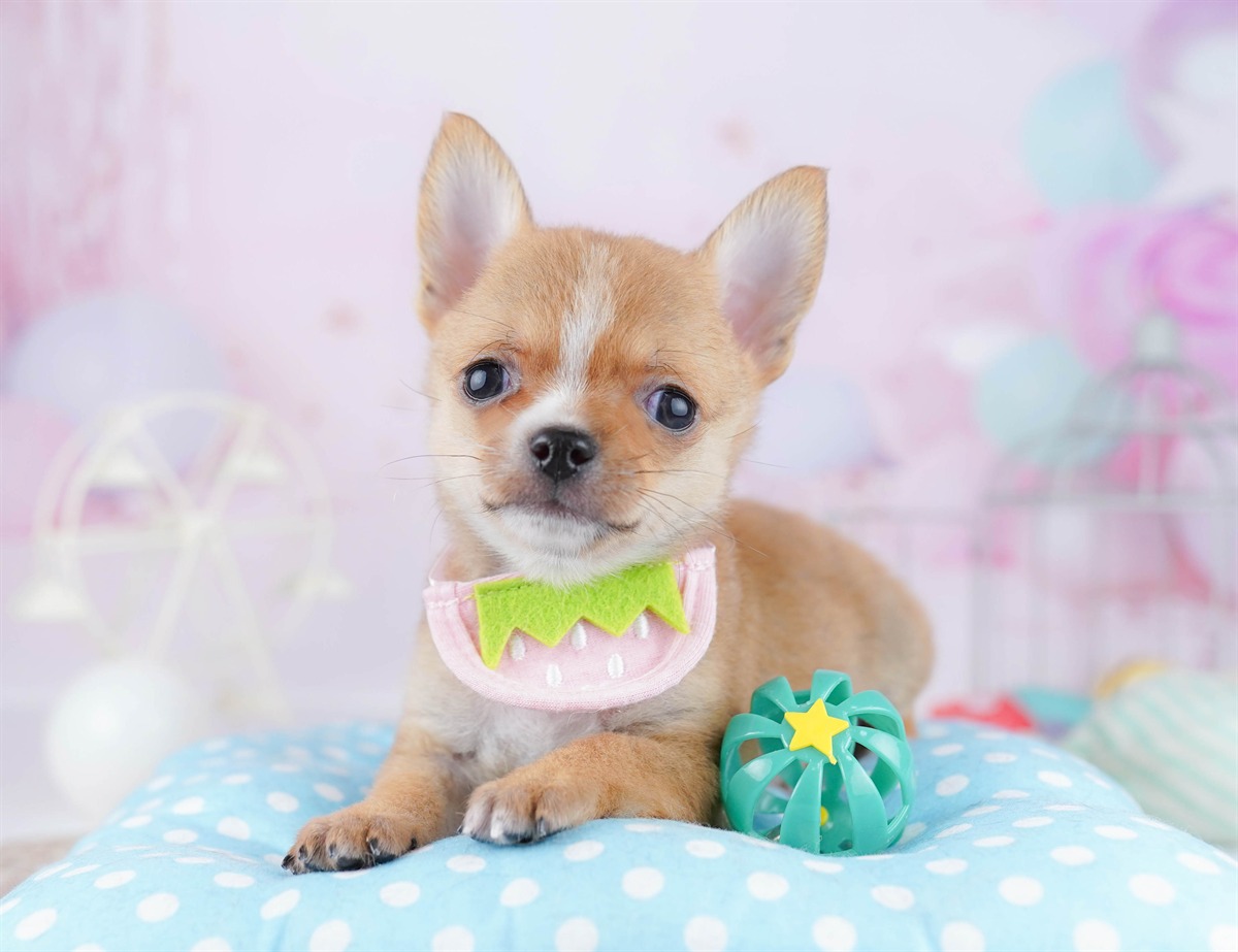 チワワ(スムース) | 男の子 | フォーン | 2025年12月23日（ID:dog-10007332）