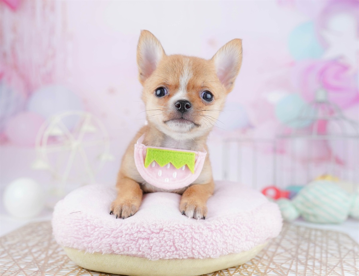 チワワ(スムース) | 男の子 | フォーン | 2025年12月23日（ID:dog-10007332）