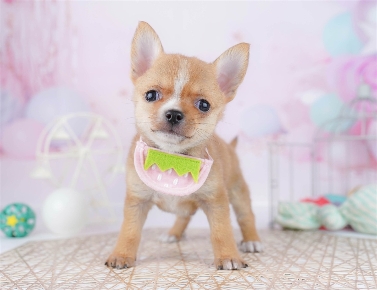 チワワ(スムース) | 男の子 | フォーン | 2025年12月23日（ID:dog-10007332）