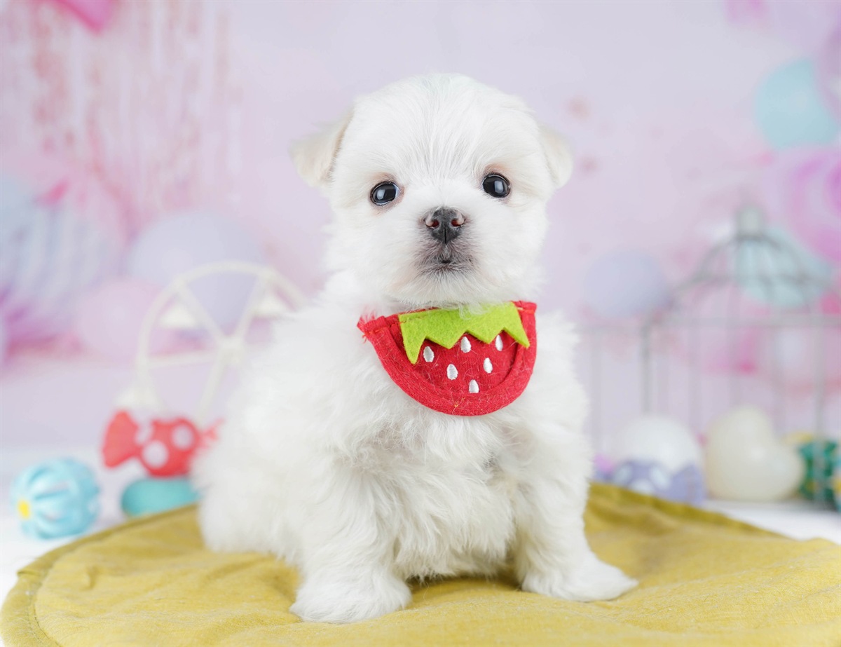 マルチーズ | 男の子 | ホワイト | 2025年12月28日（ID:dog-10007359）